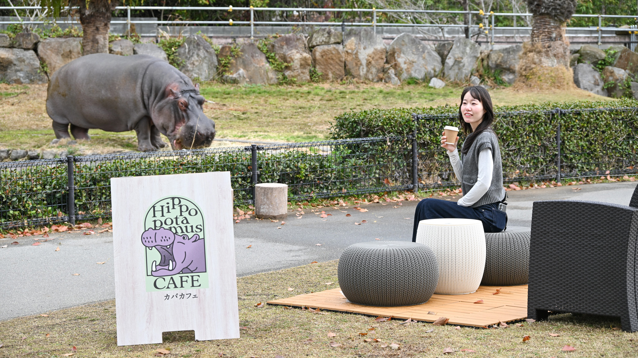 KV_1_動物カフェ_カバ