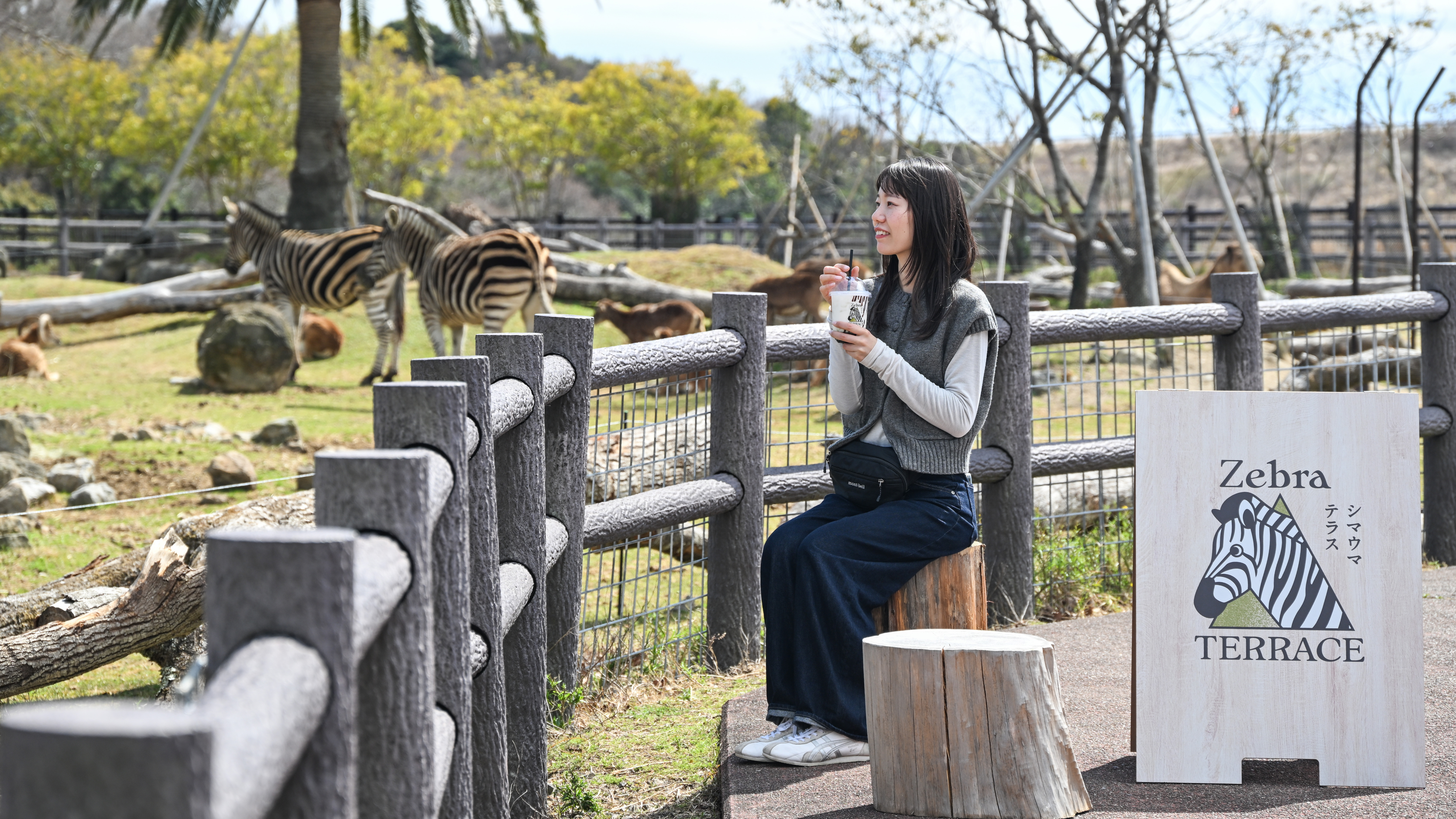 KV_1_動物カフェ_シマウマ