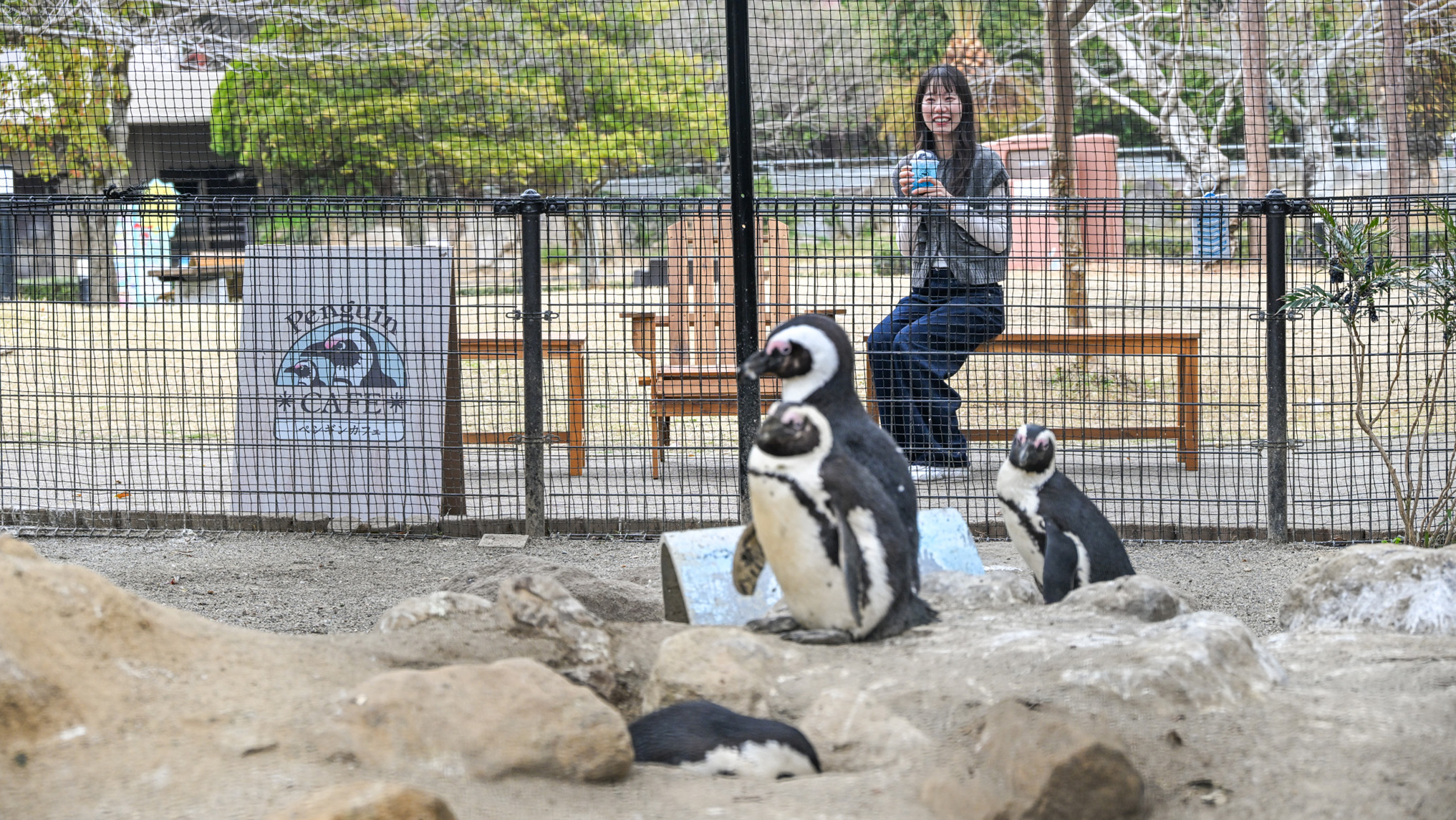 KV_1_動物カフェ_ペンギン