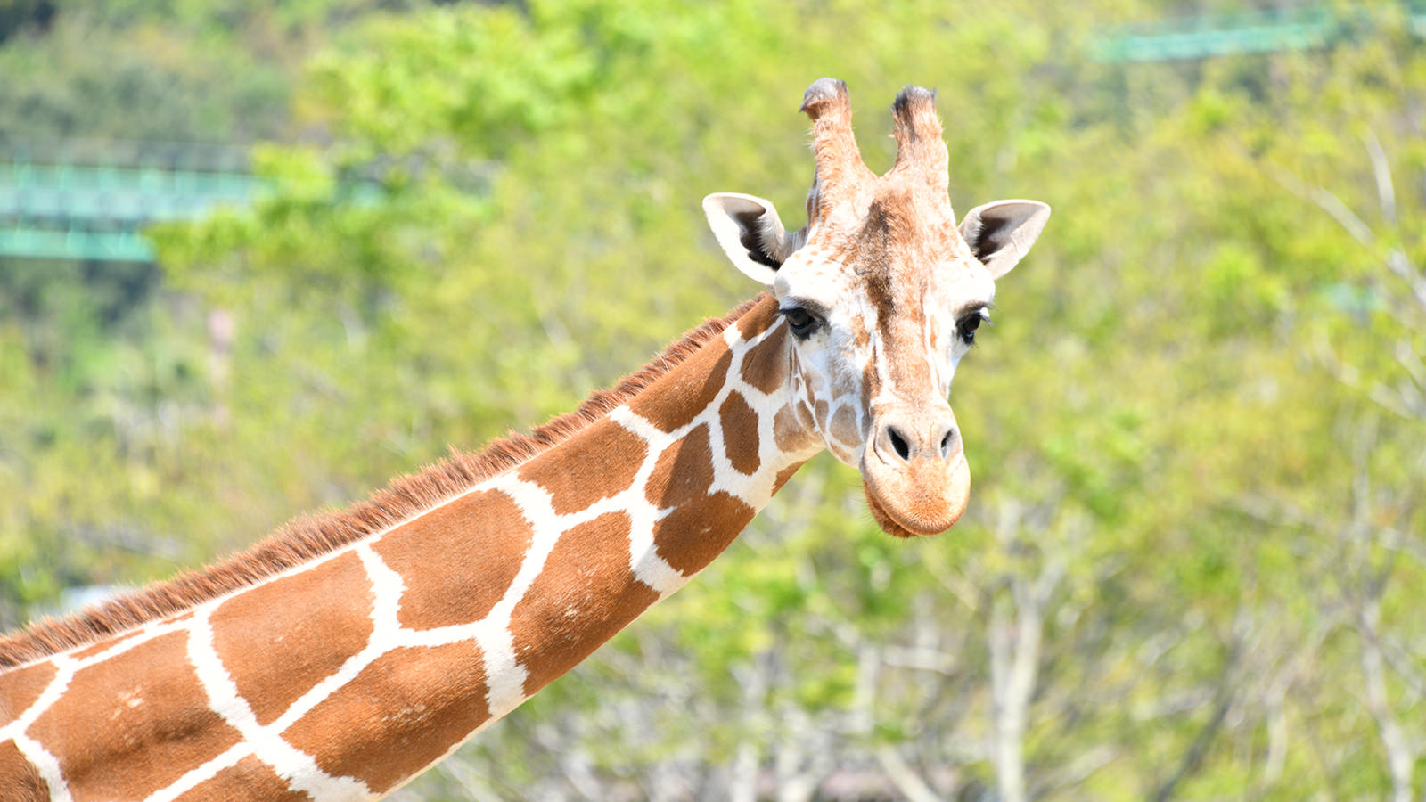 アミメキリン｜注目の動物たち | アドベンチャーワールド