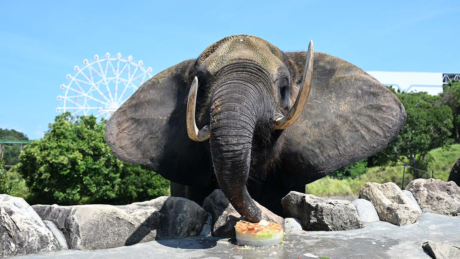 アフリカゾウ｜注目の動物たち | アドベンチャーワールド