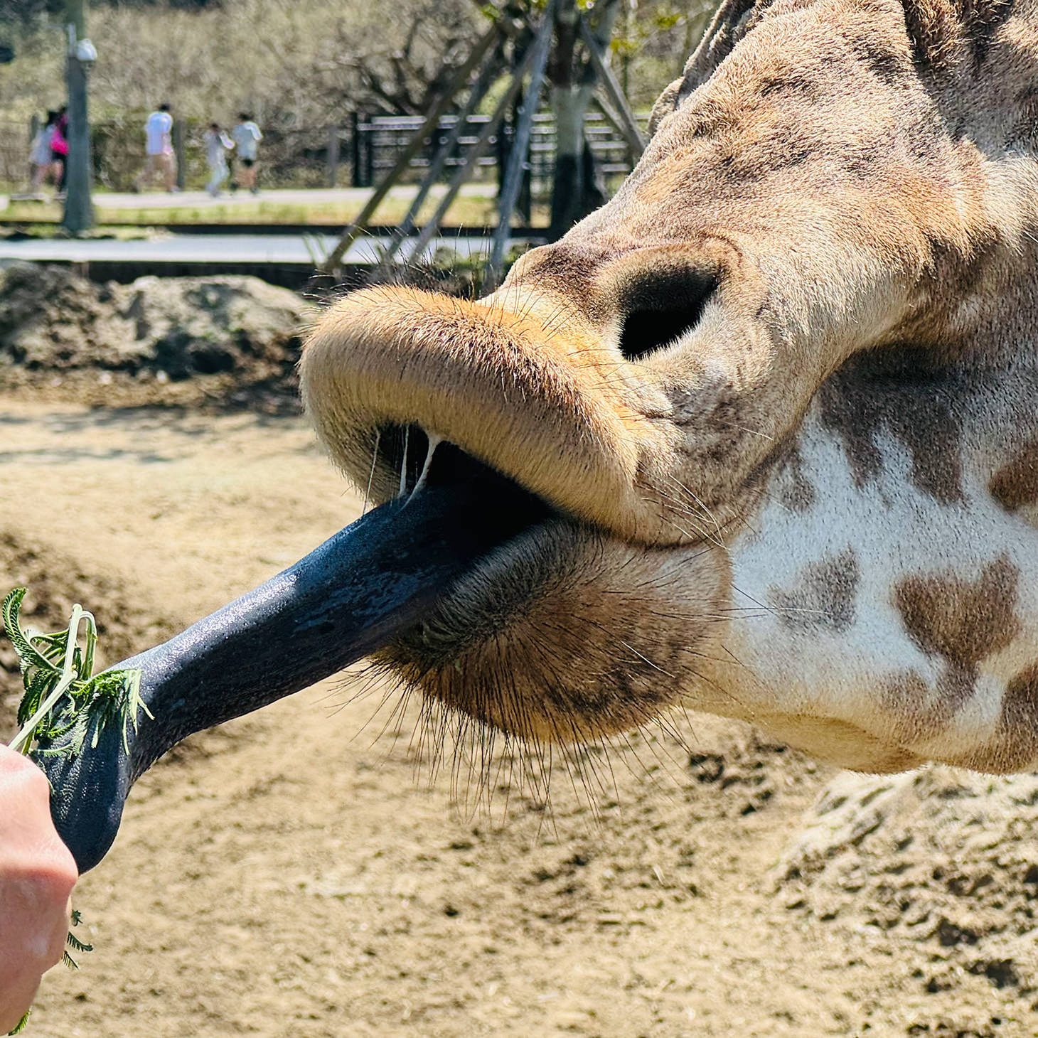 ゼロ距離の衝撃！
動物フィーディング！
