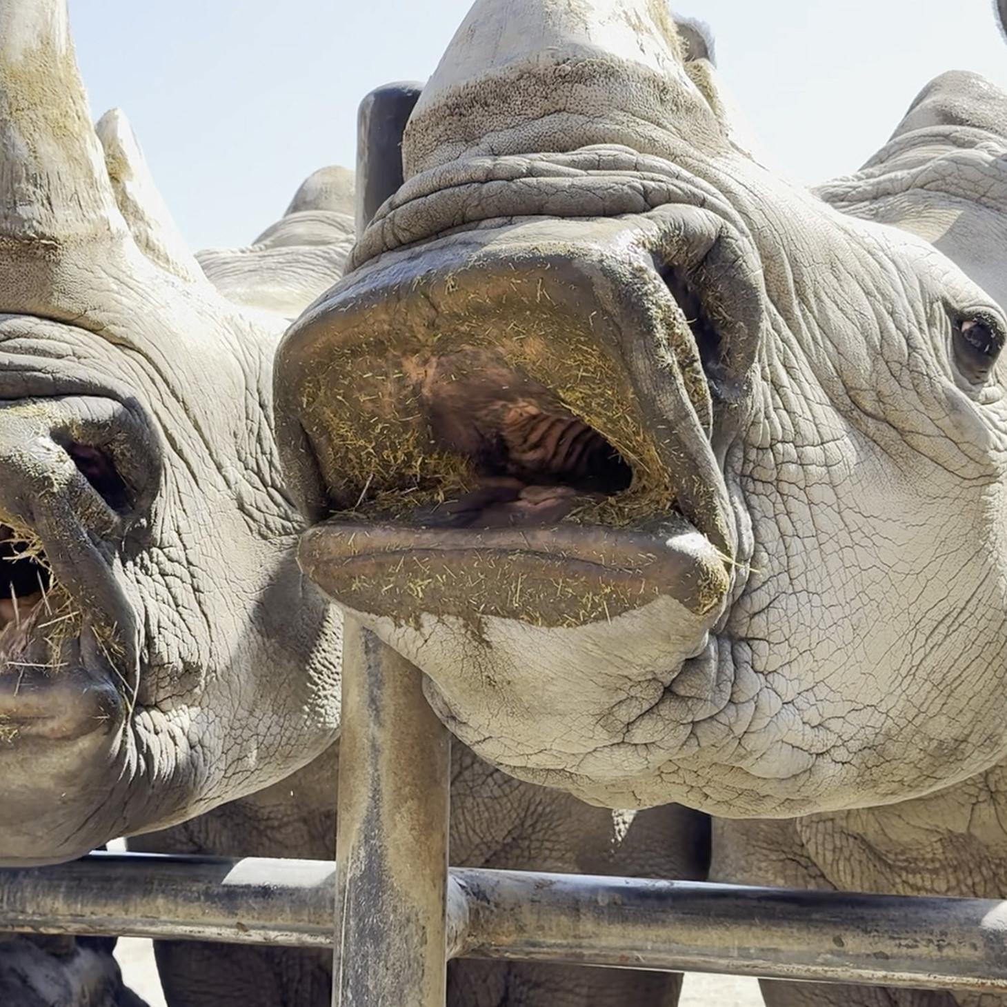 おやつプレゼント
すっっごいお口！