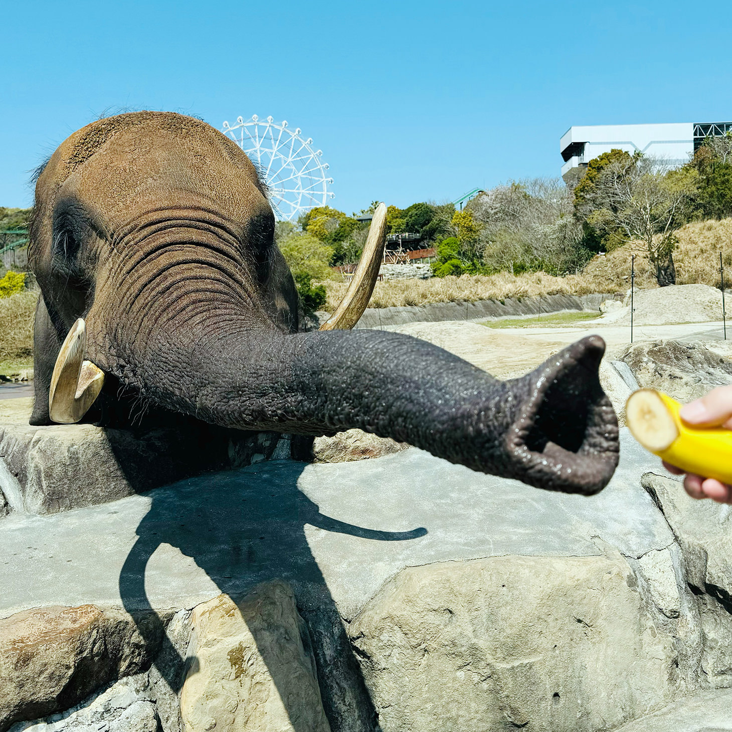 おやつプレゼント
至近距離の鼻に驚き！