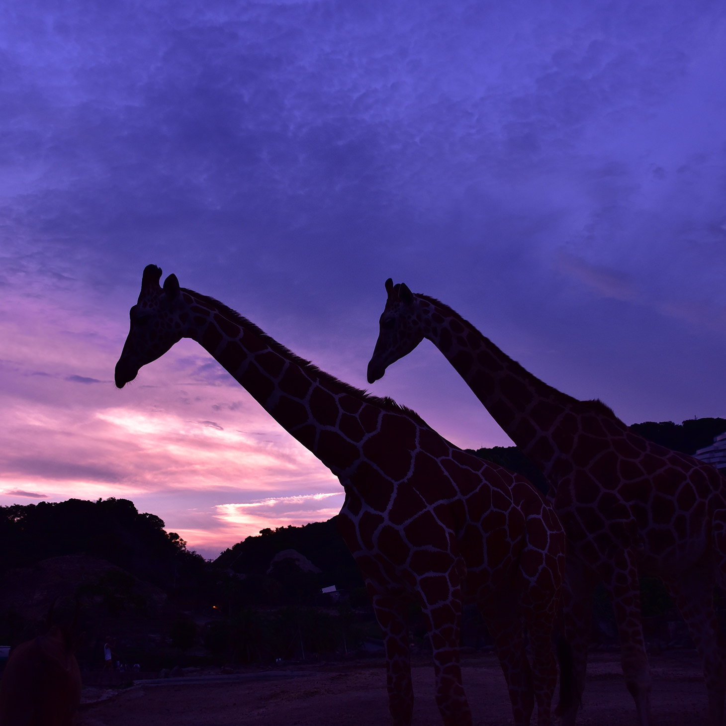 夜の動物にドキドキの
大冒険ツアーしたり