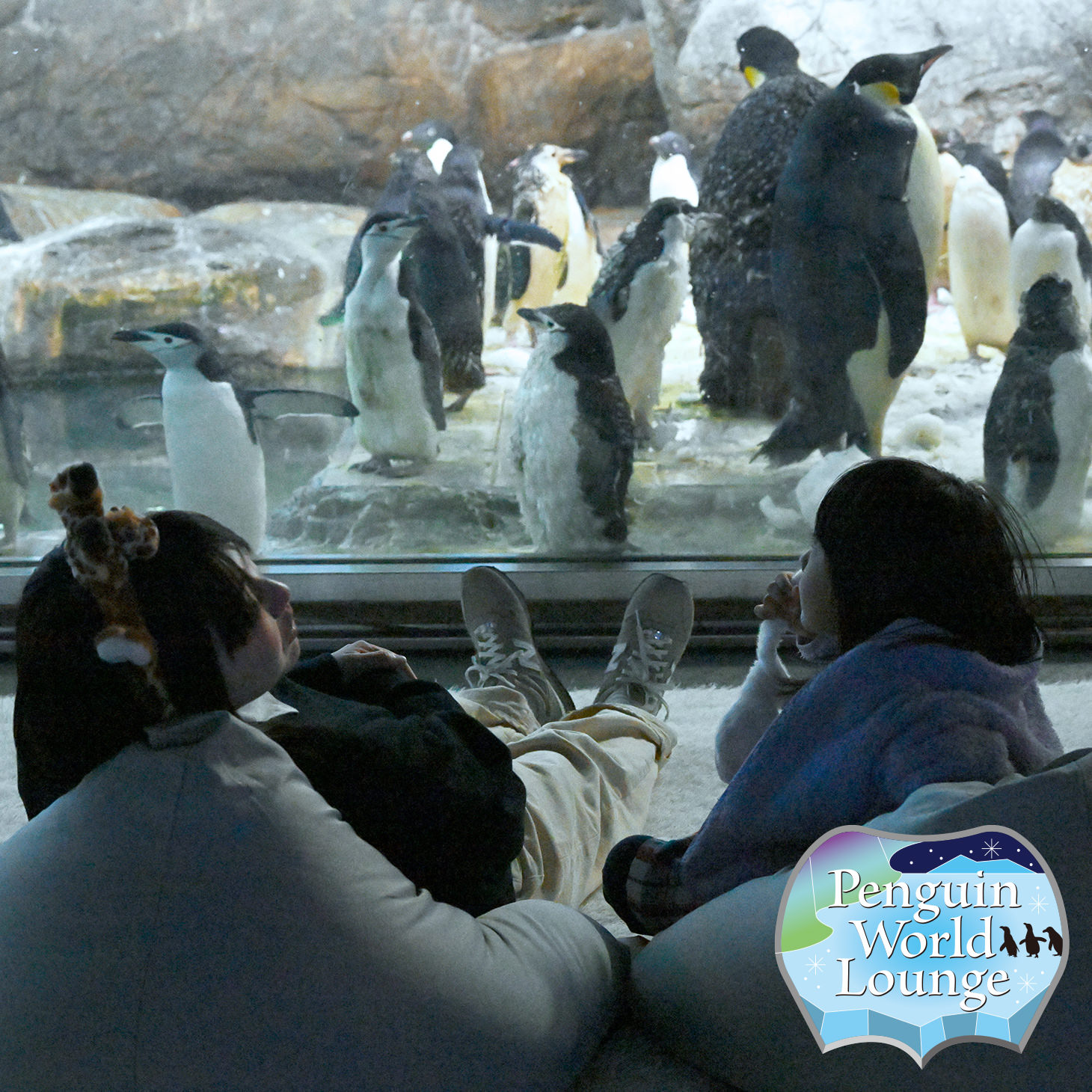ペンギンとじっくり過ごす
素敵なラウンジも登場！