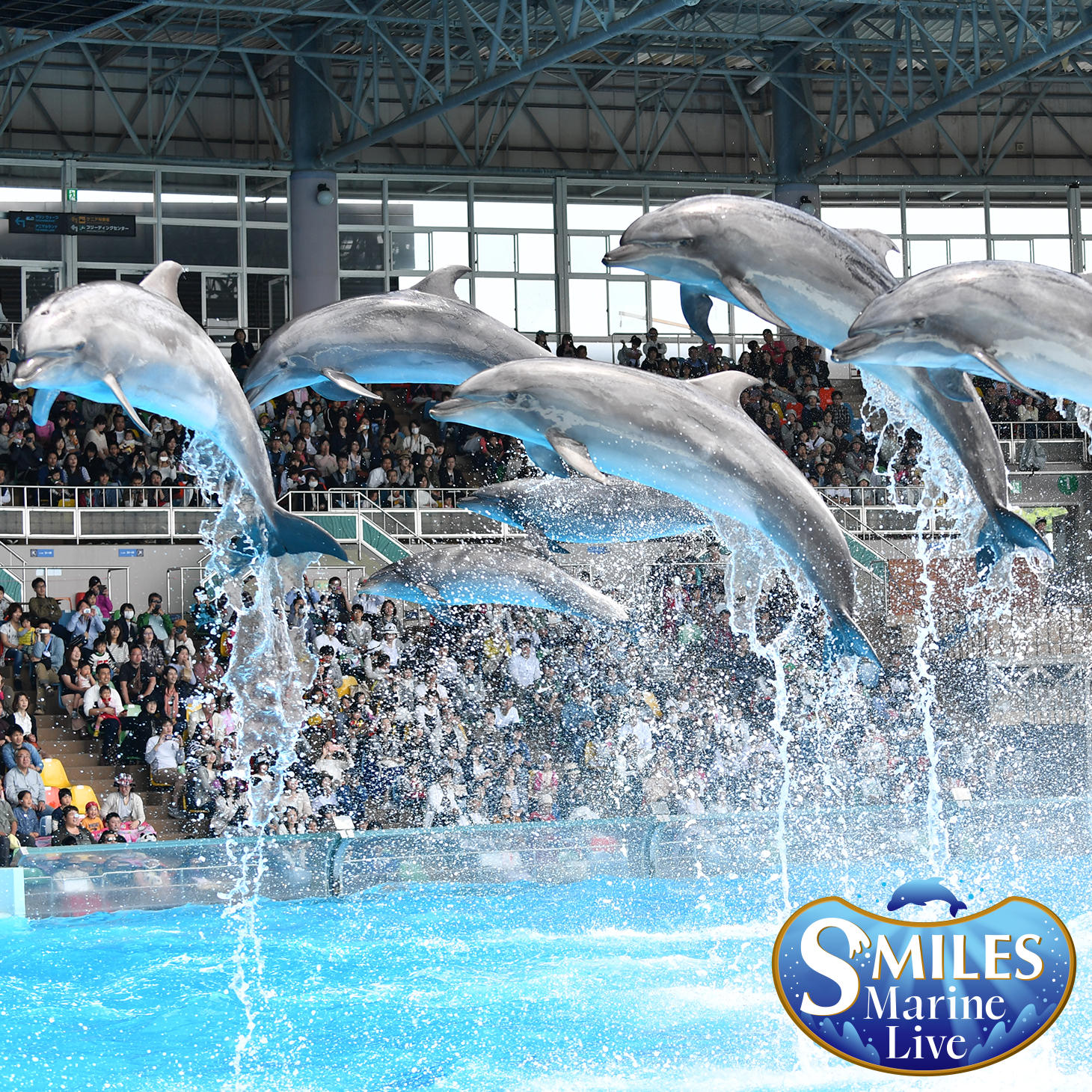 最高潮！人とイルカの
迫力満点ライブ！