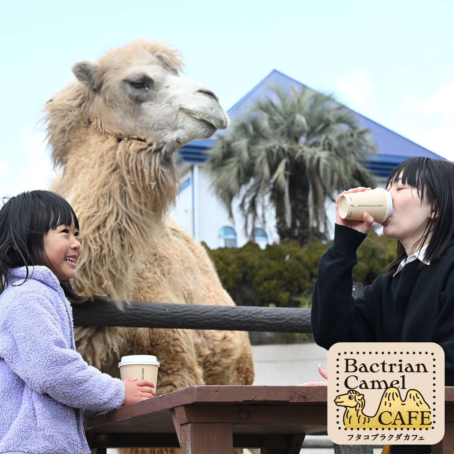 フタコブラクダと
お茶したり