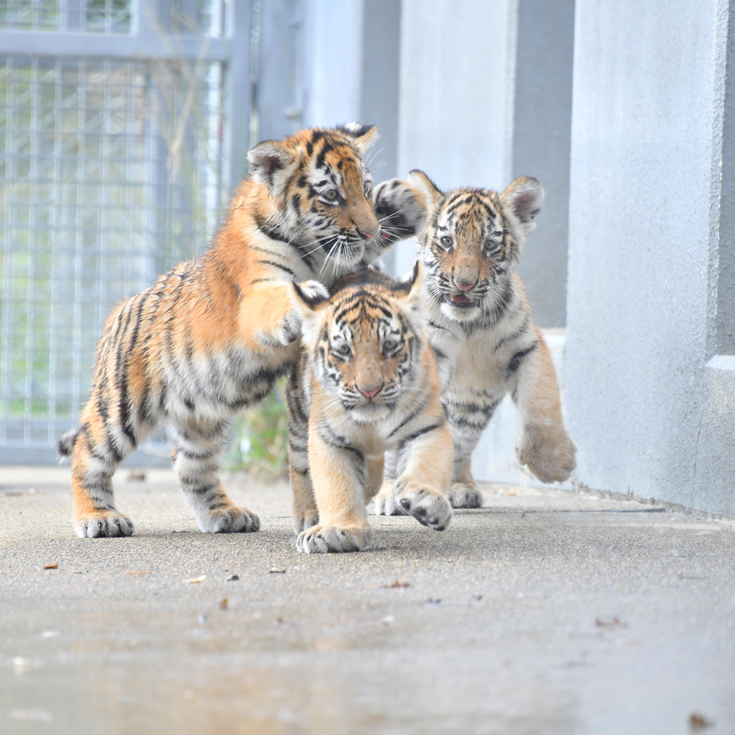 アムールトラの
３頭のこども
