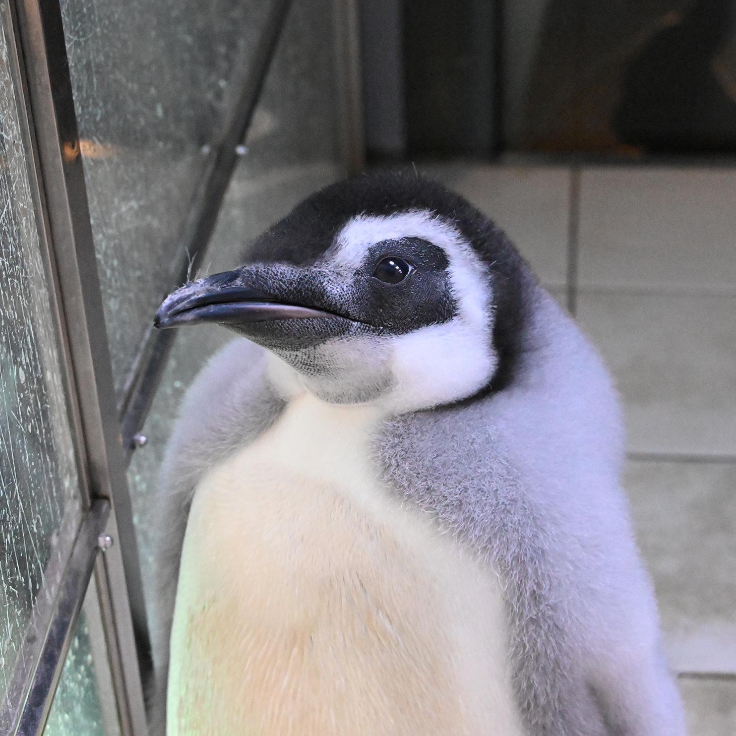 日本で会えるのはここだけの
エンペラーペンギンのこども