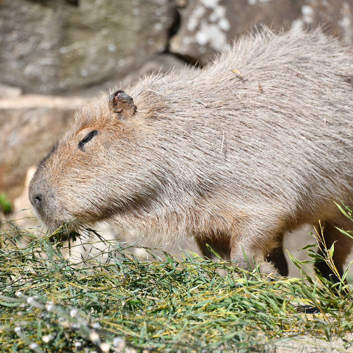 カピバラの耳と鼻は自由に
閉じたり開いたりできます