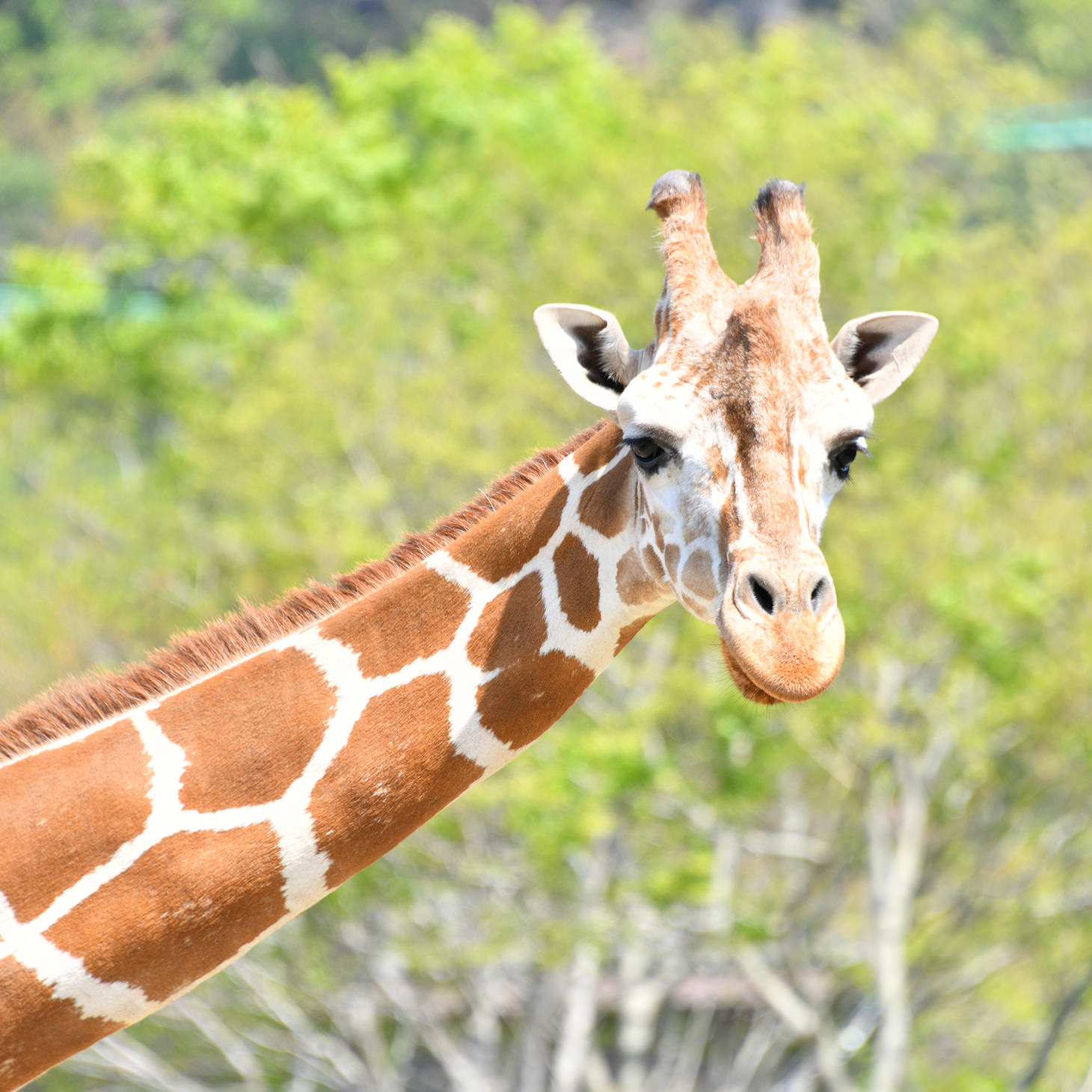 アミメキリンと
同じ目線で会える！
