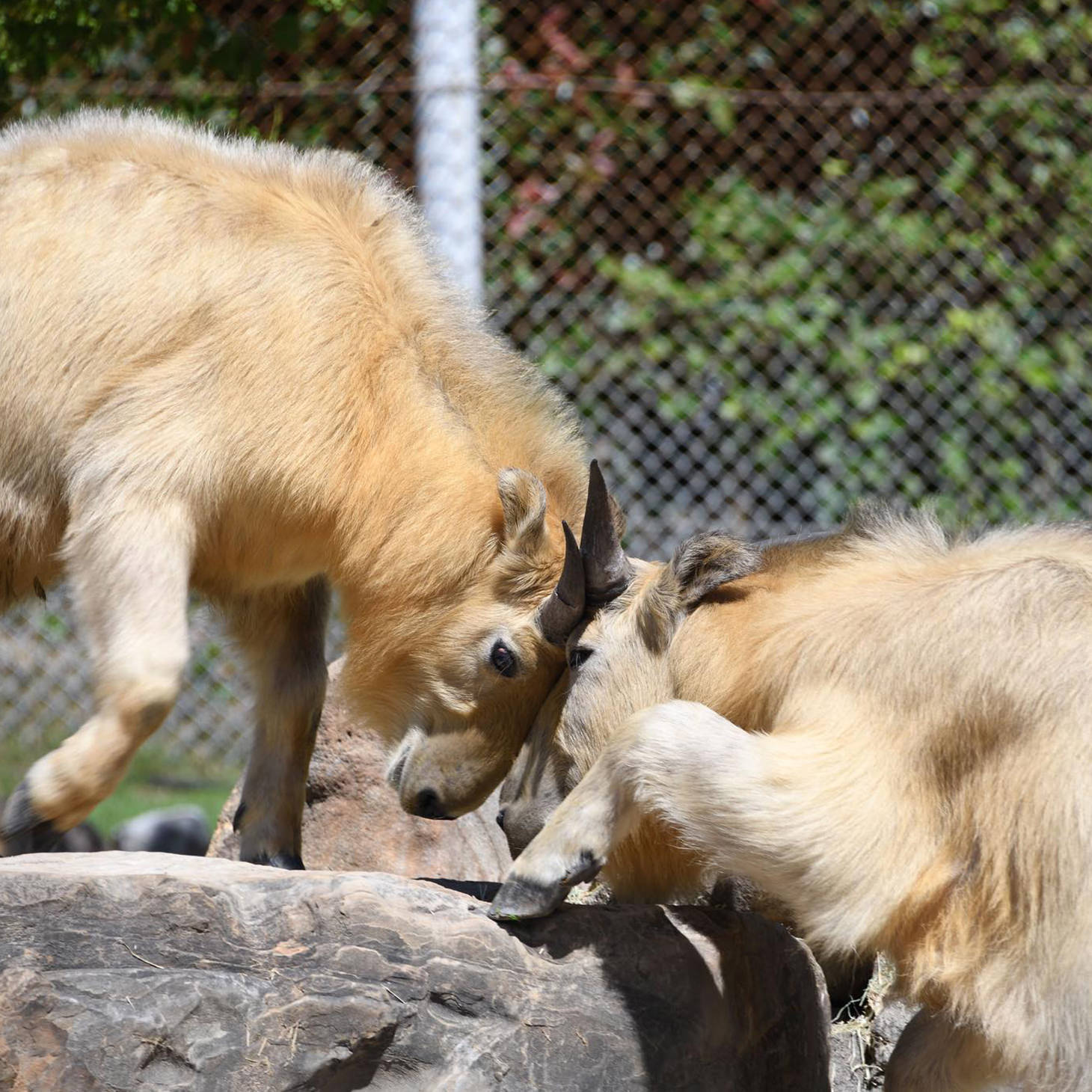 中国の三大珍獣
ゴールデンターキン