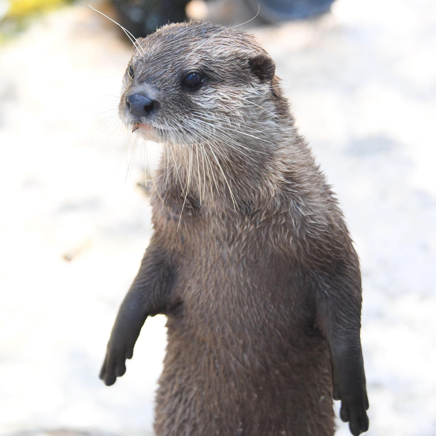 体が小さな
コツメカワウソ