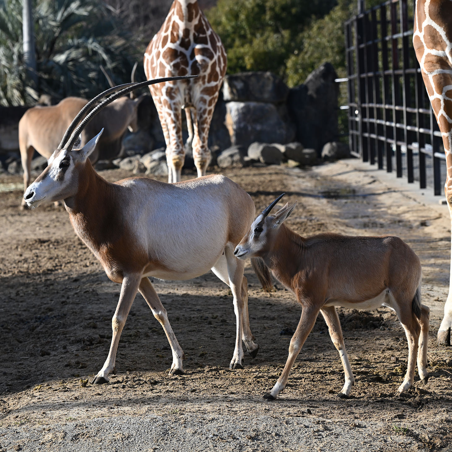 シロオリックスの
こども