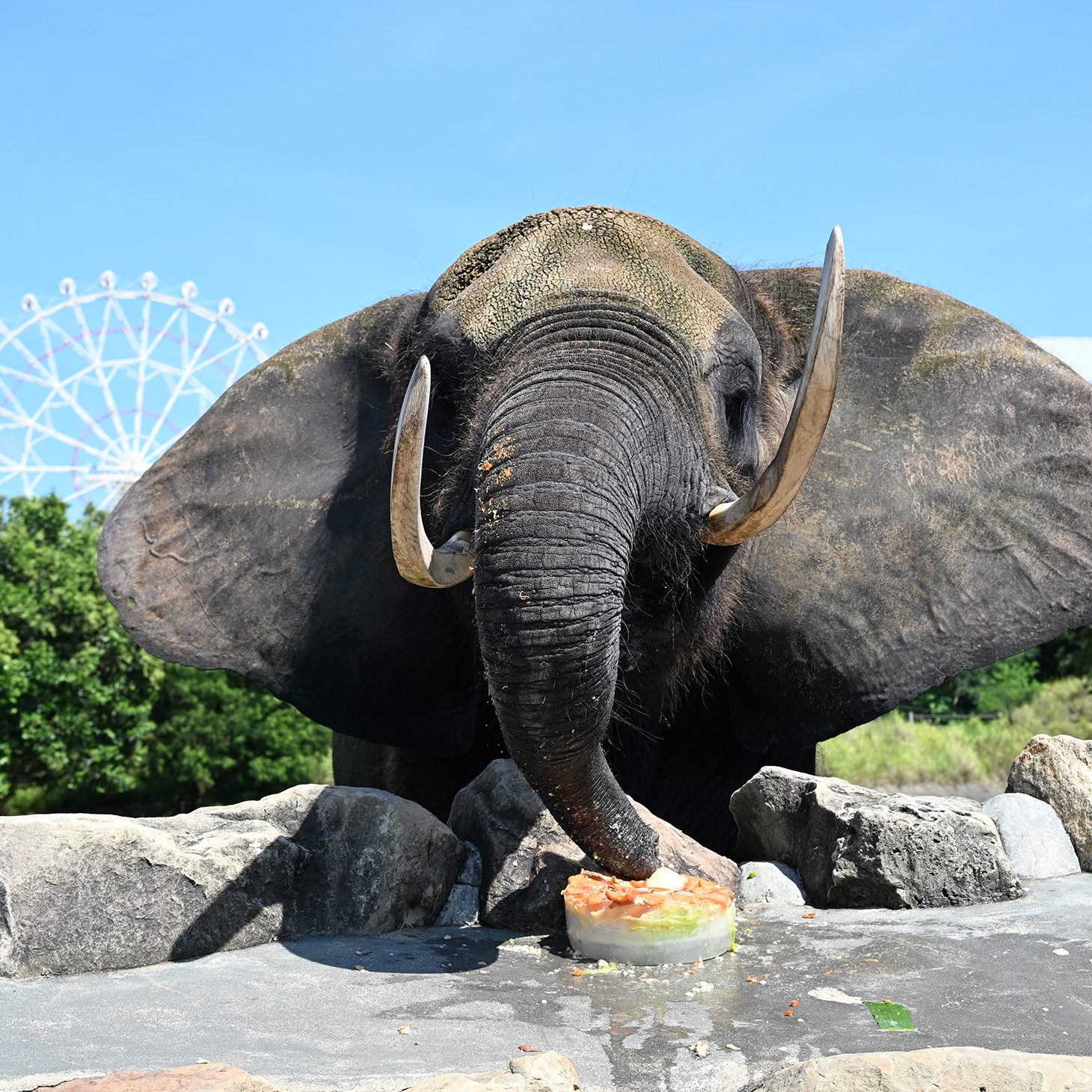 陸上で最も大きな動物
アフリカゾウ