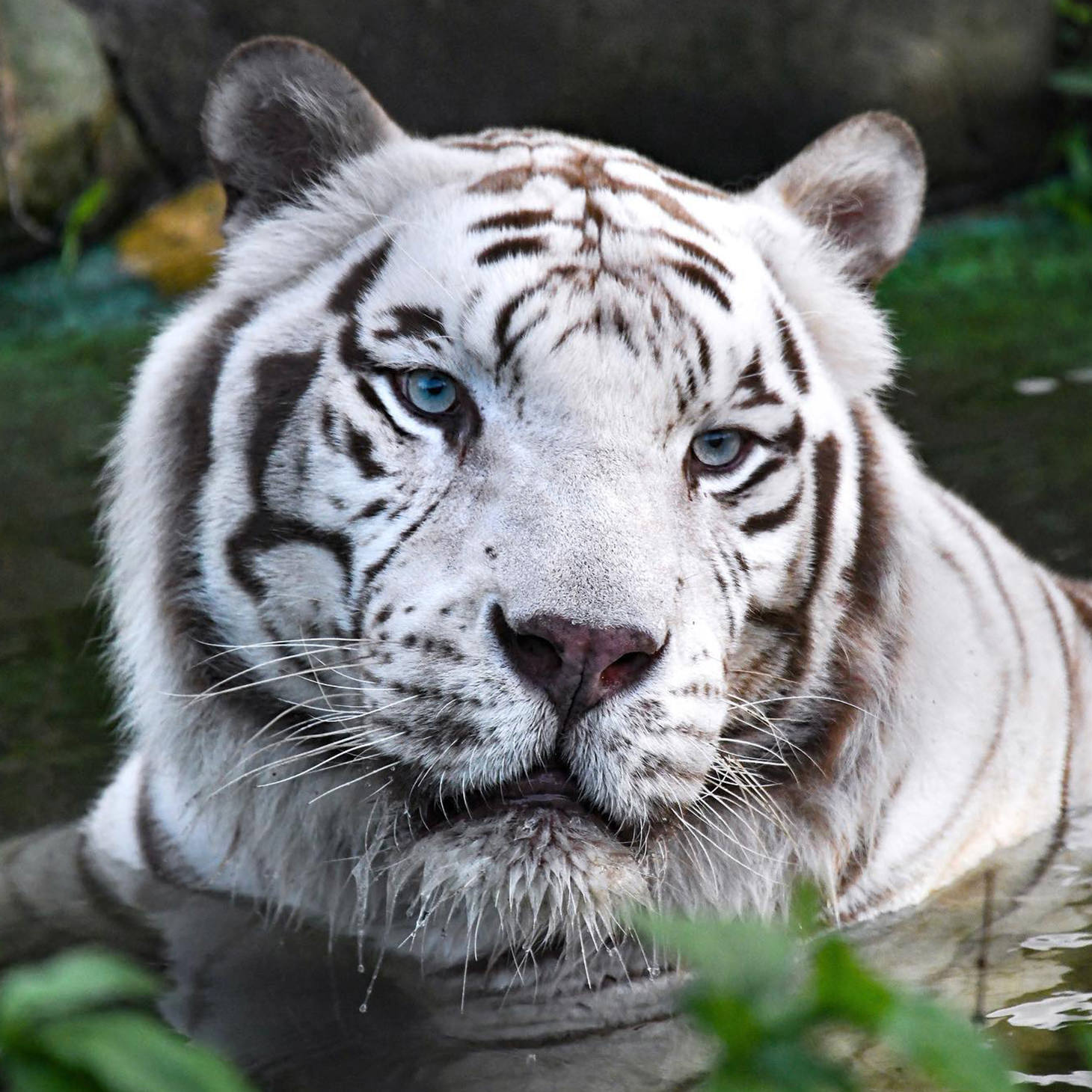 大人気！
ホワイトタイガー