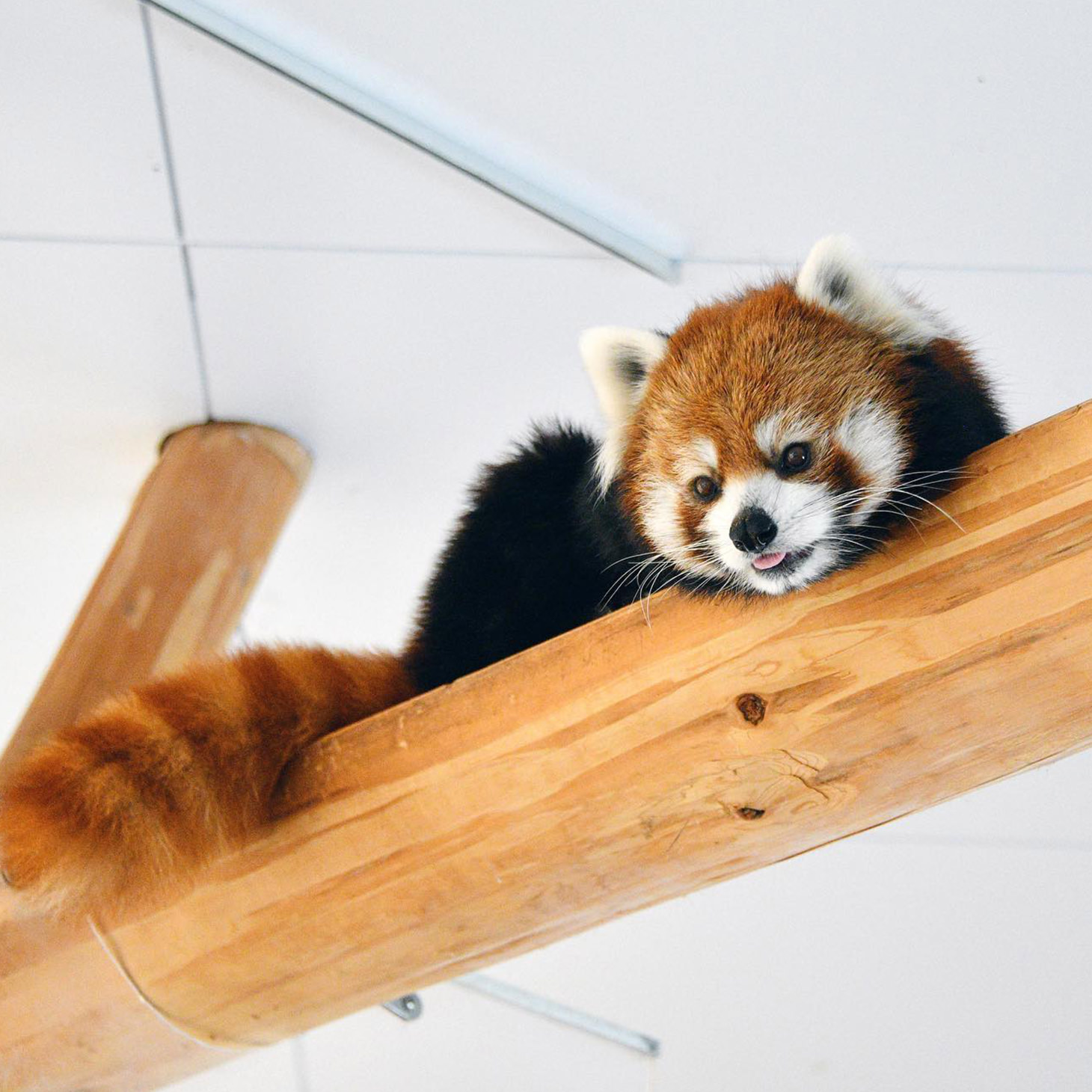 ジャイアントパンダの施設で
暮らすレッサーパンダ