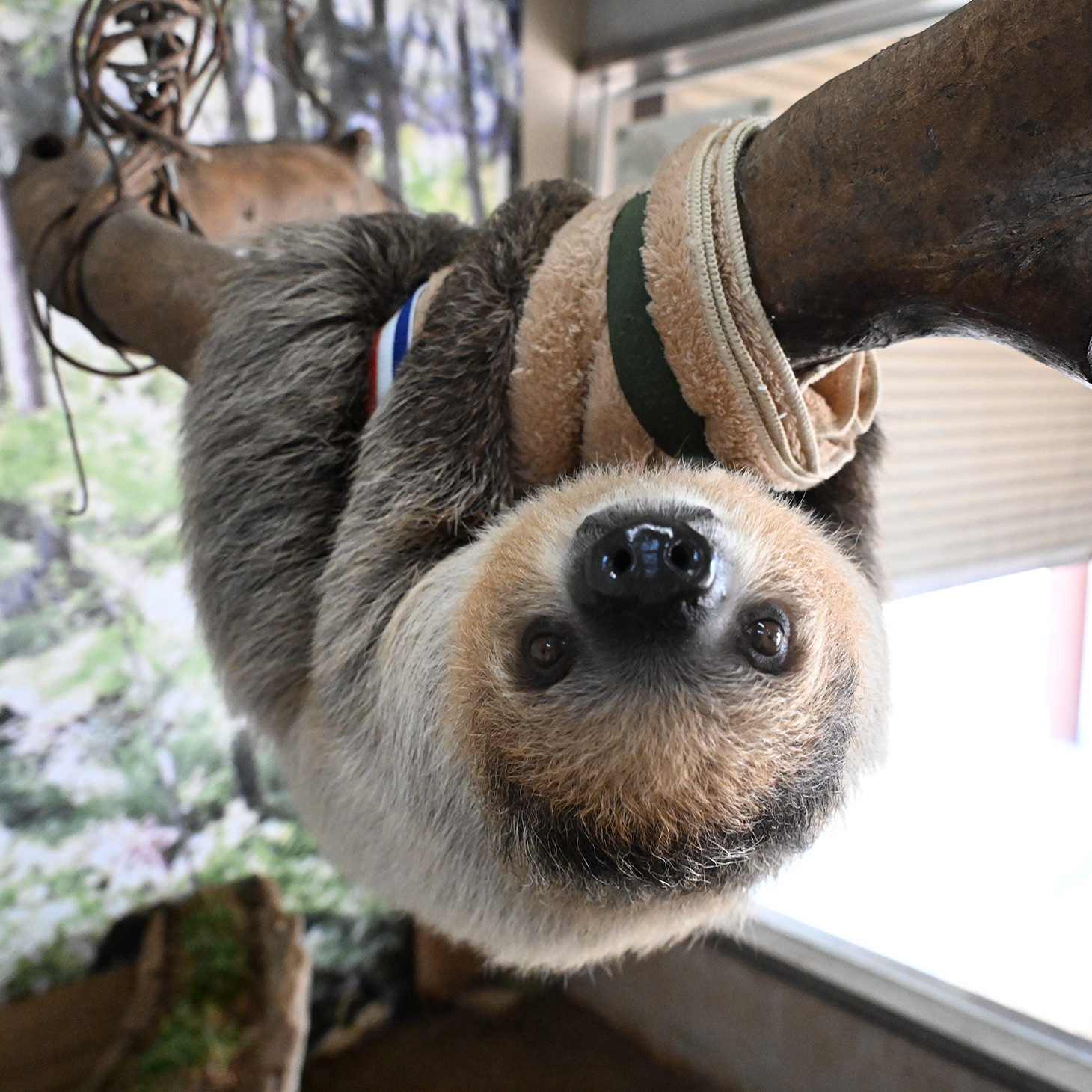 ナマケモノページ フタユビナマケモノのこども｜注目の動物たち | アドベンチャーワールド