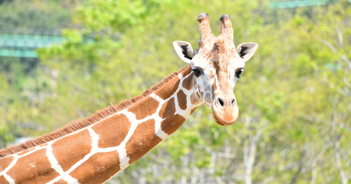 アドベンチャーワールド　東武動物公園　めいぐるみ　合計7点 OGP_2_キリン.jpg