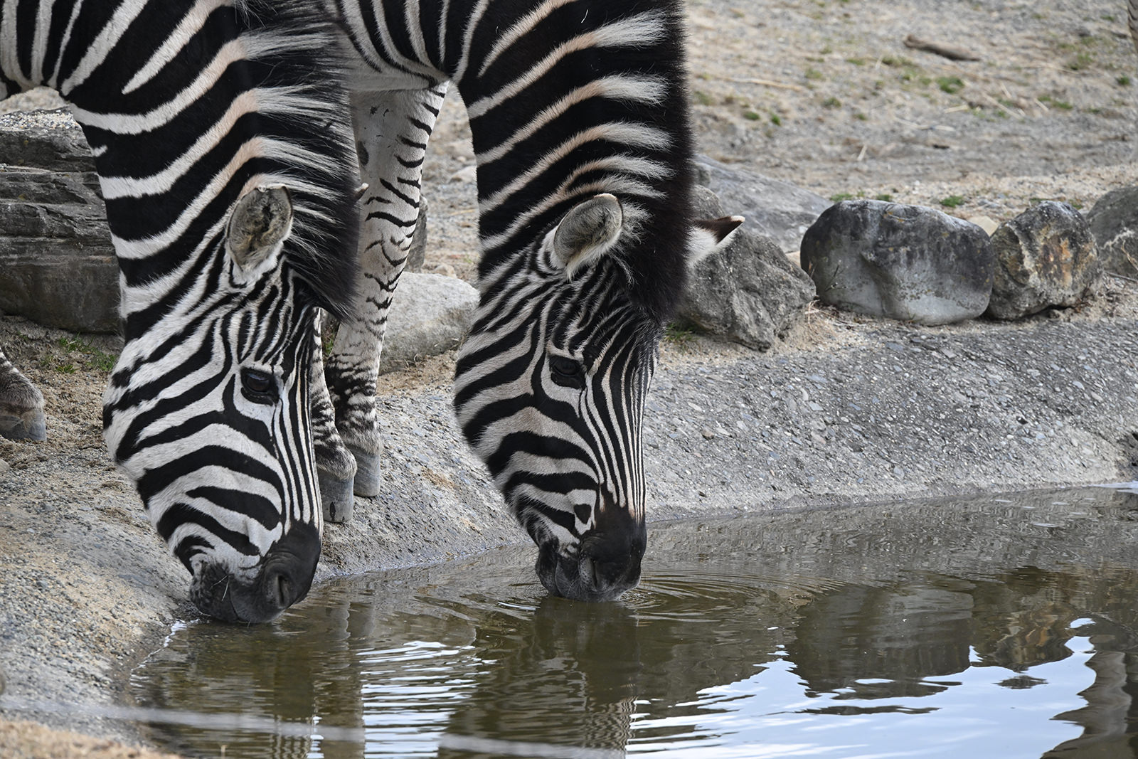 img_1_ケニア号_2_1