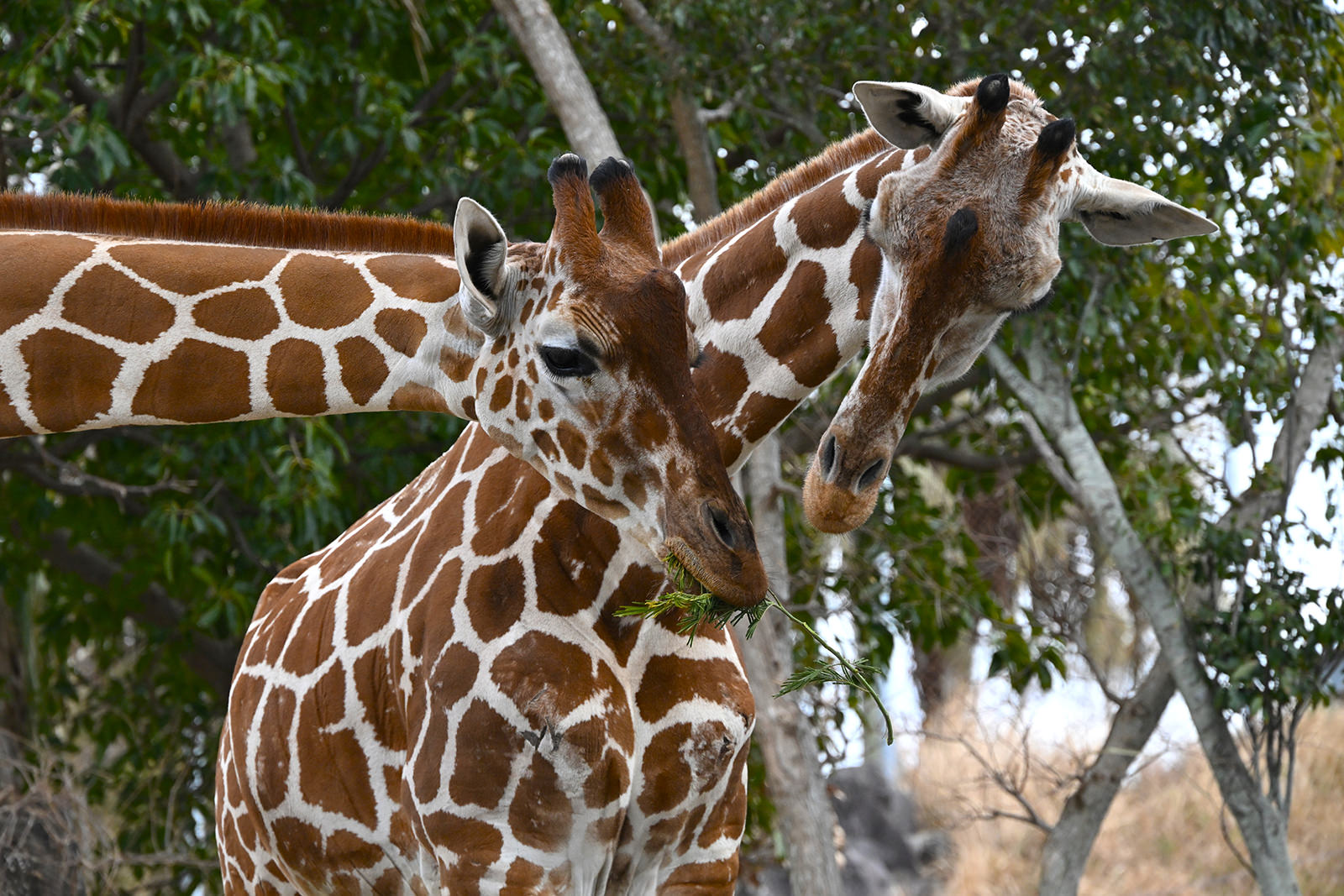 img_1_ケニア号_2_2