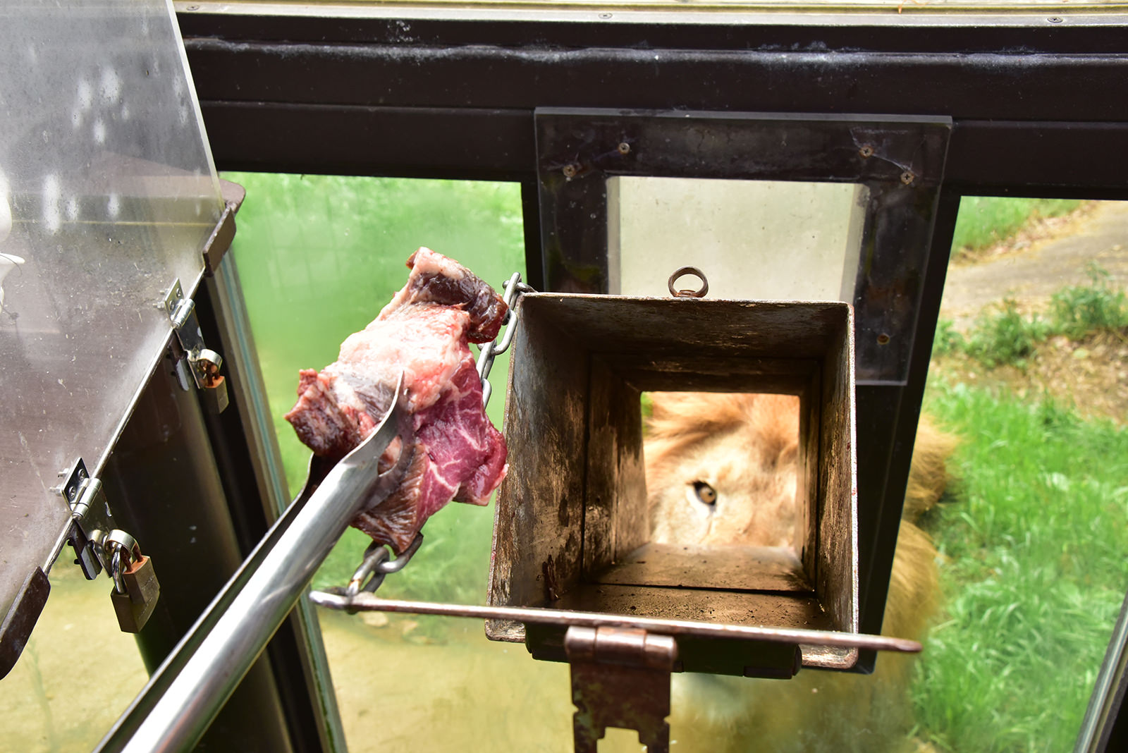 img_1_フィーディング10