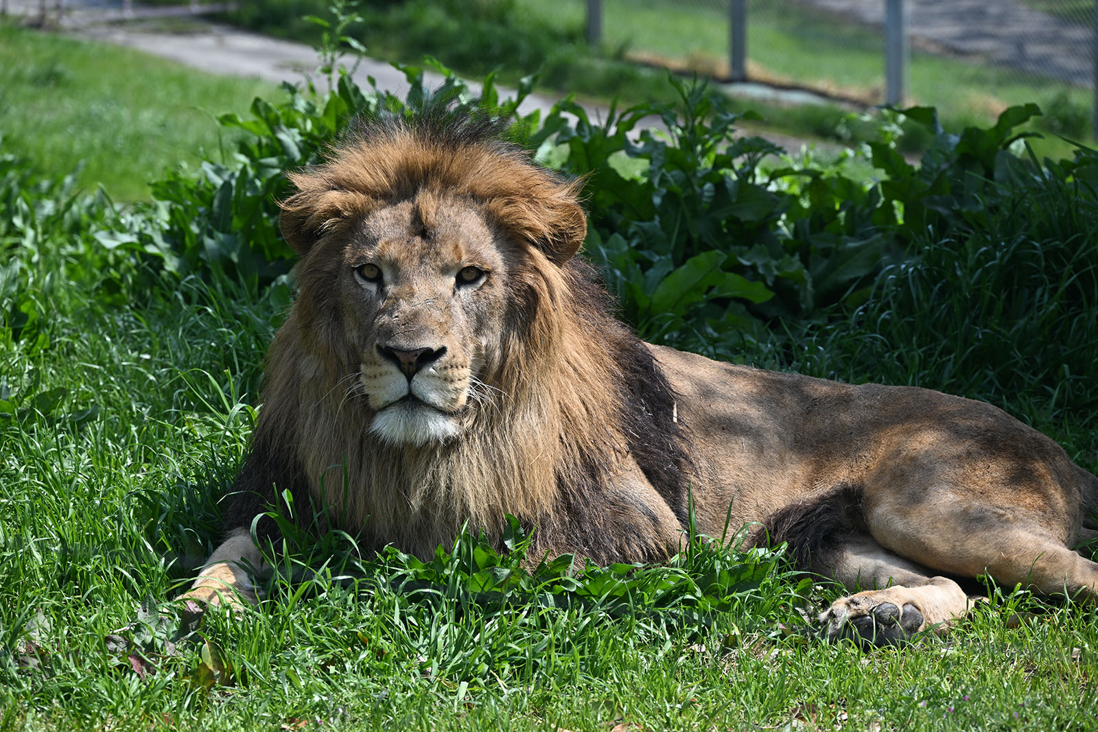 img_1_フィーディング9