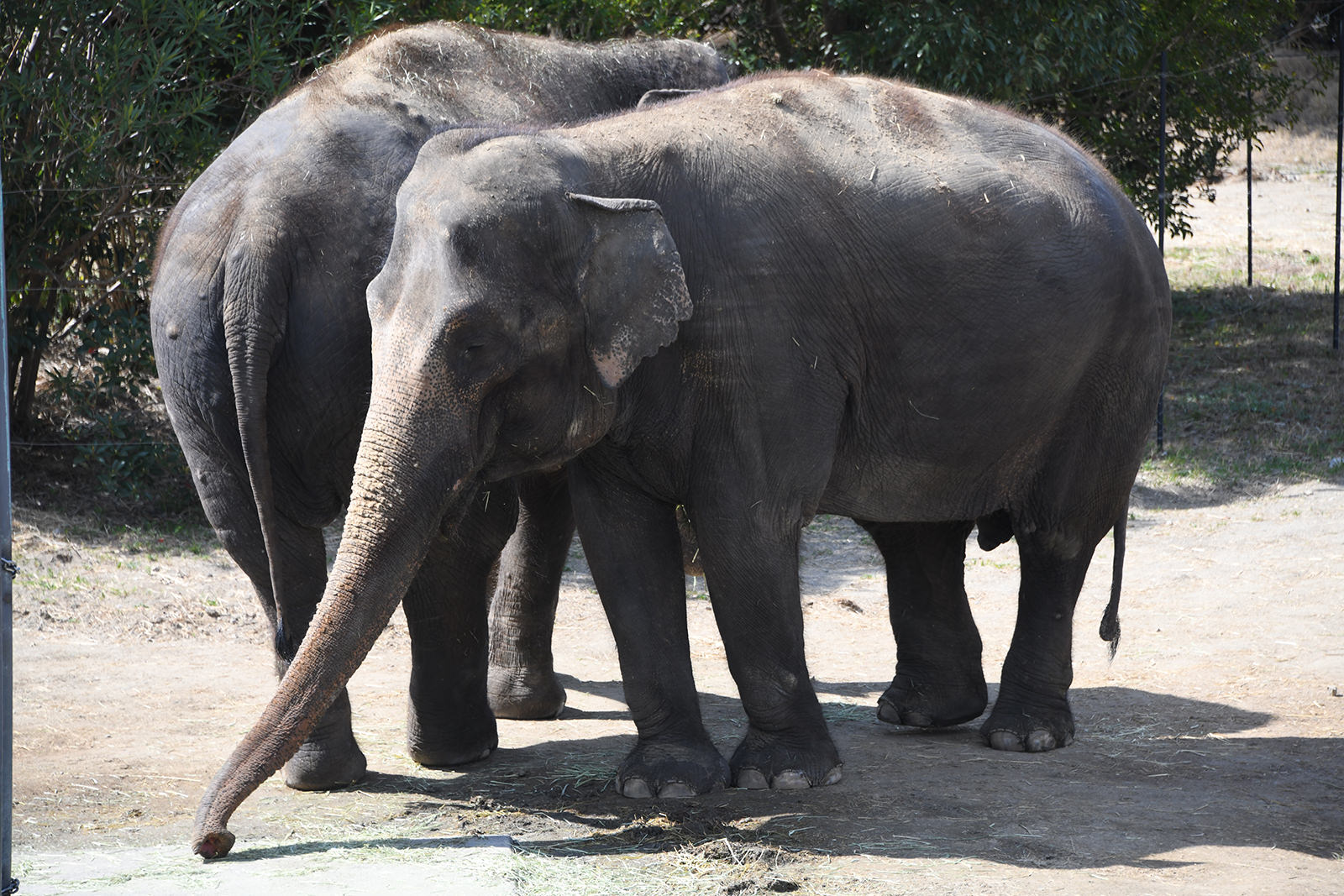 img_1_フィーディング_ゾウ6