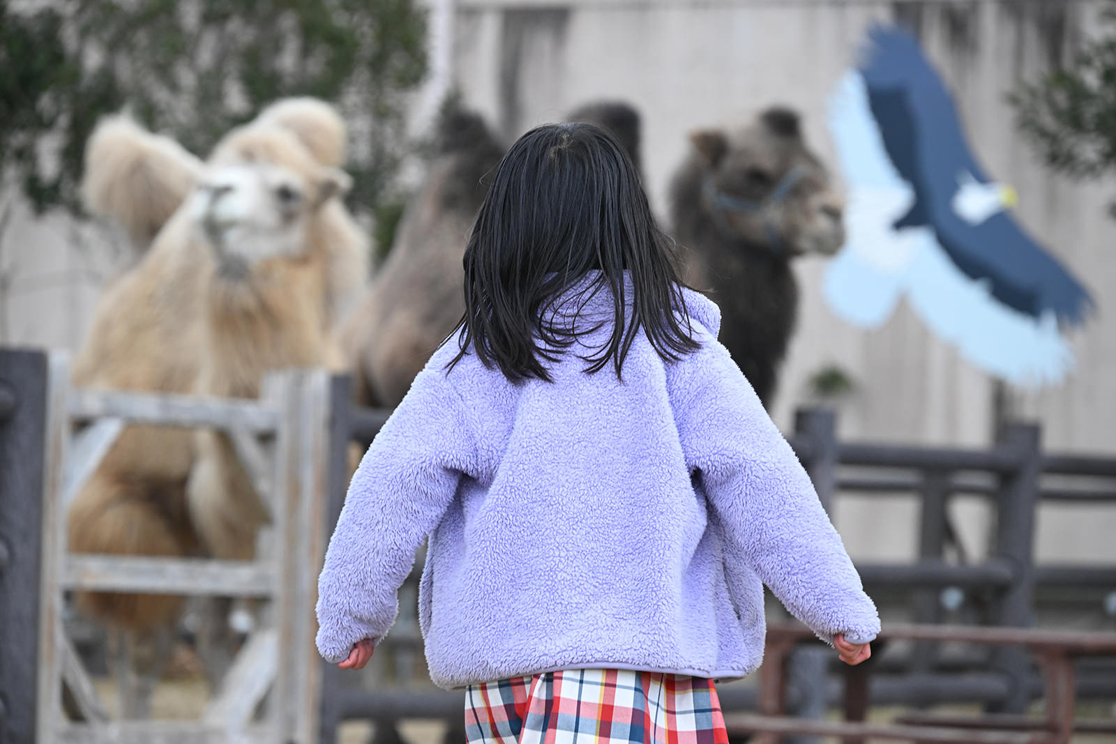 img_1_動物C_ラクダ1