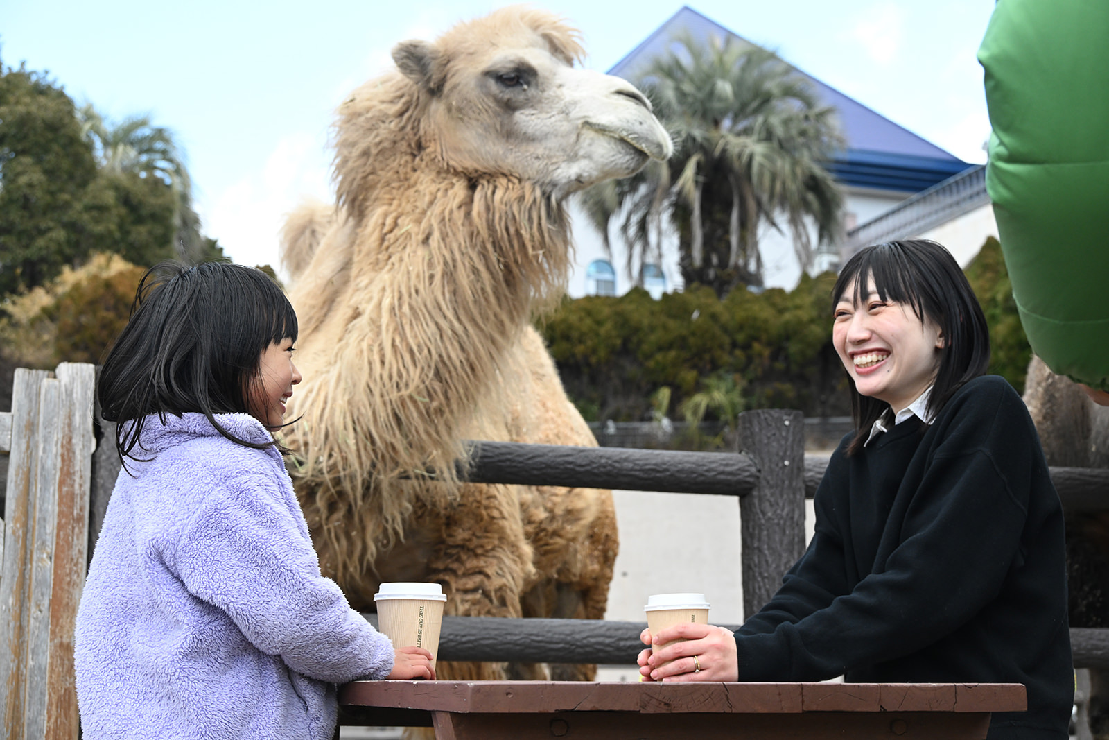 img_1_動物C_ラクダ2