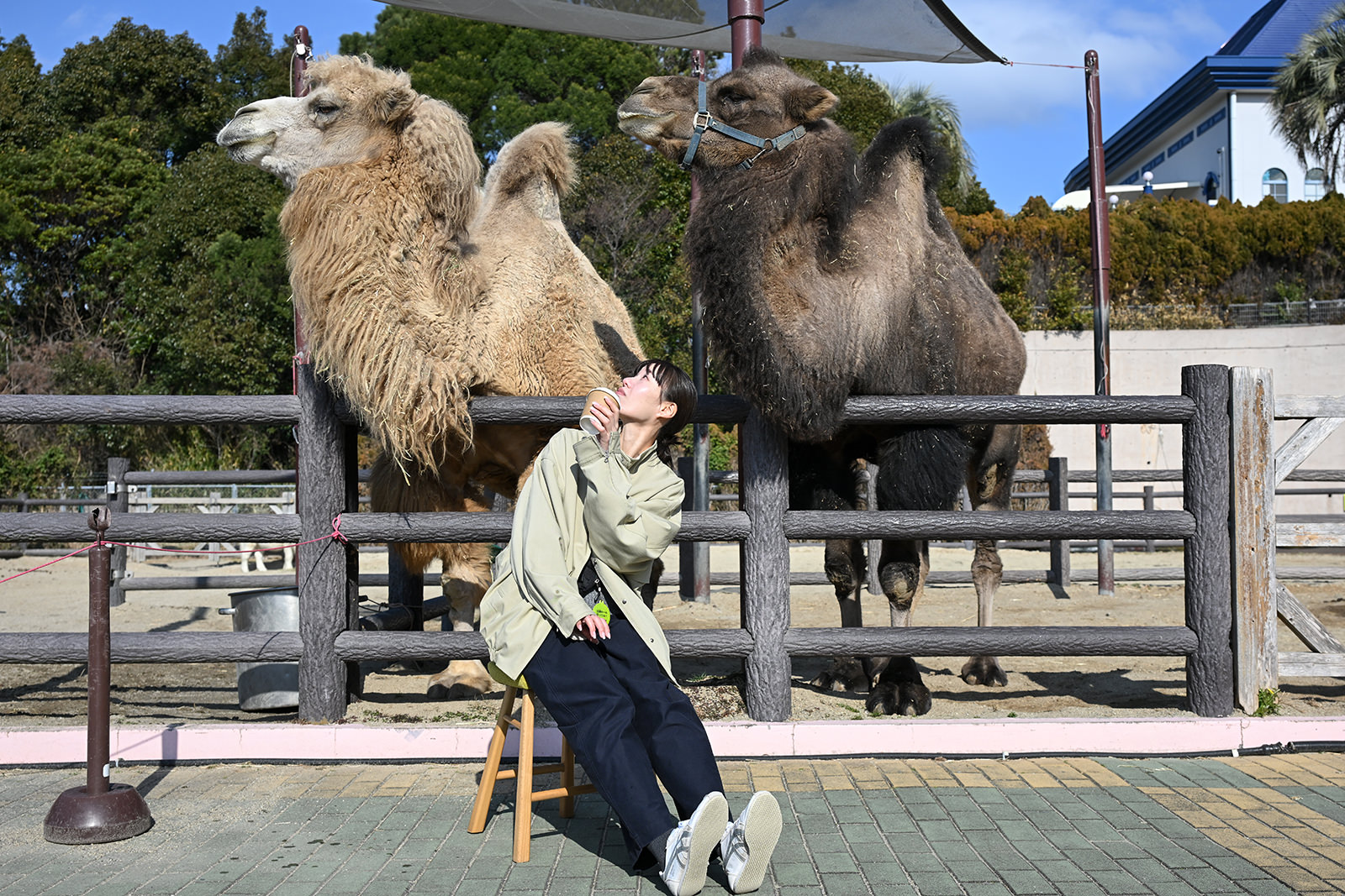 img_1_動物C_ラクダ3