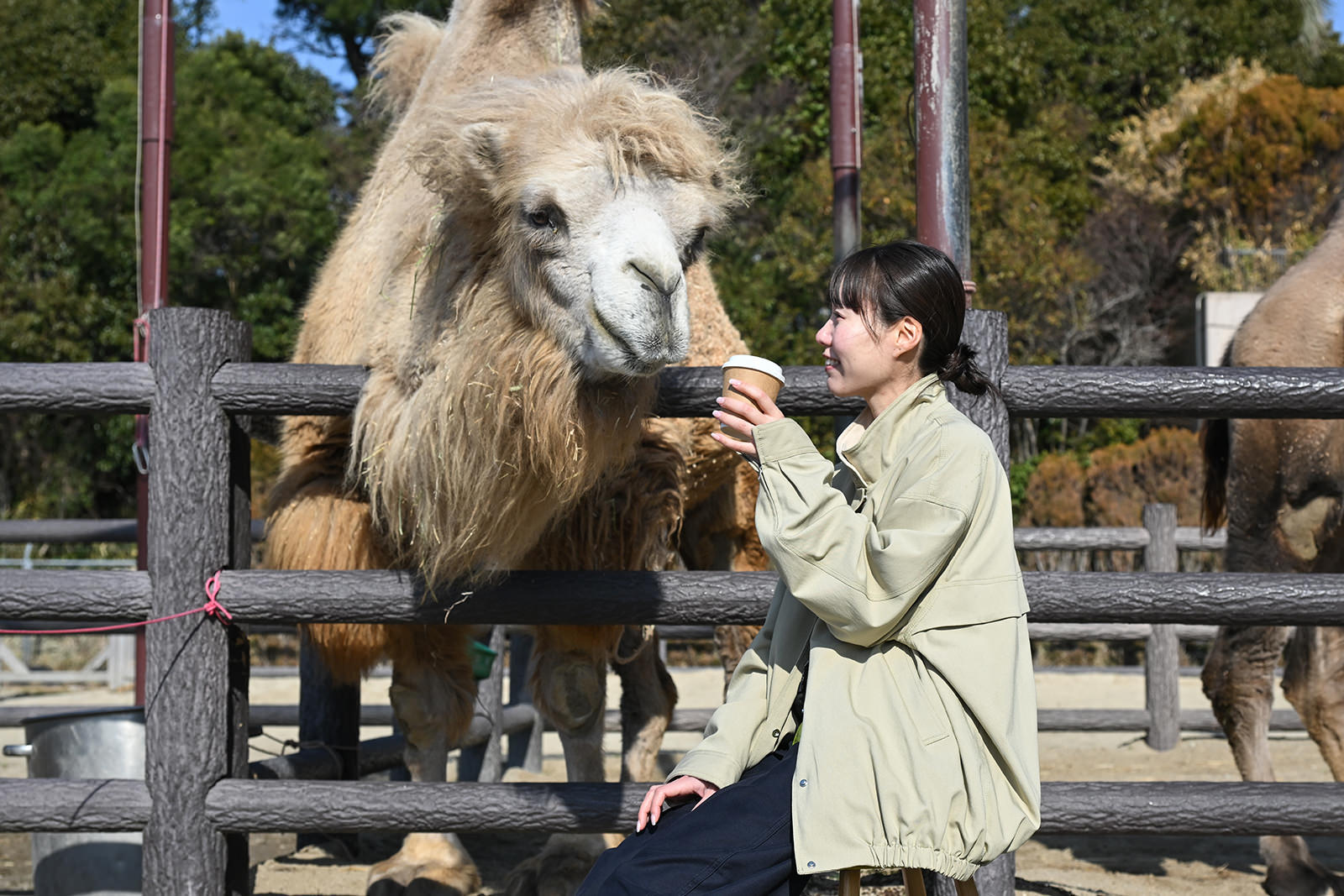 img_1_動物C_ラクダ4