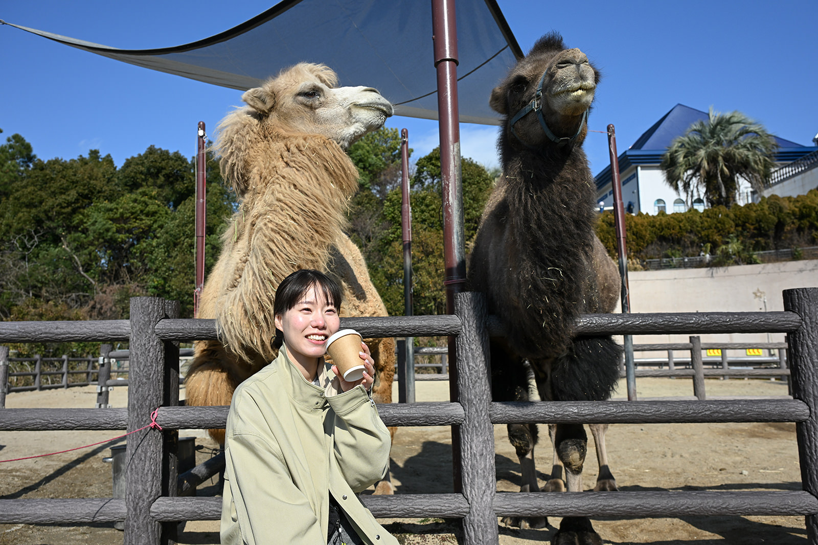 img_1_動物C_ラクダ6