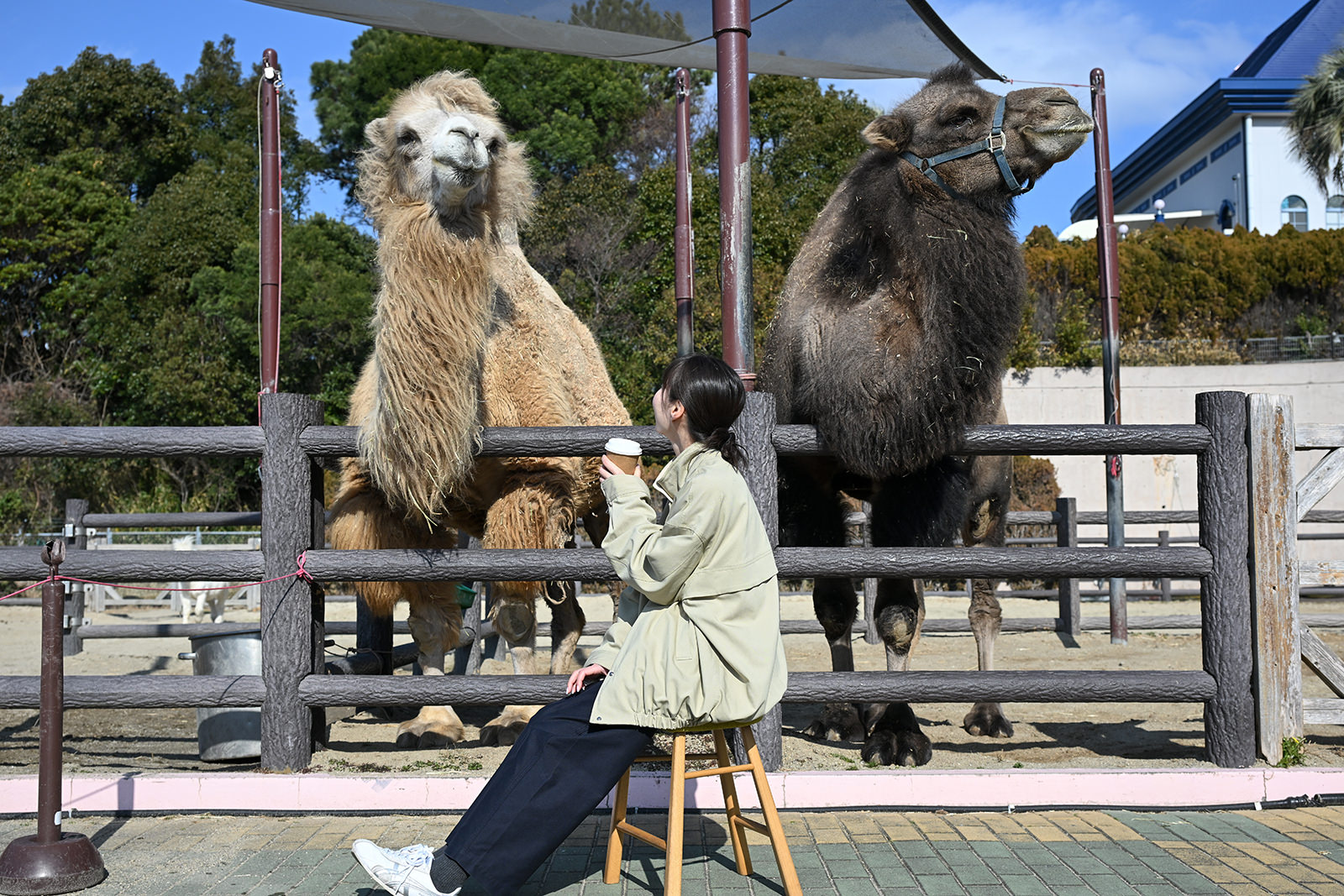 img_1_動物C_ラクダ7