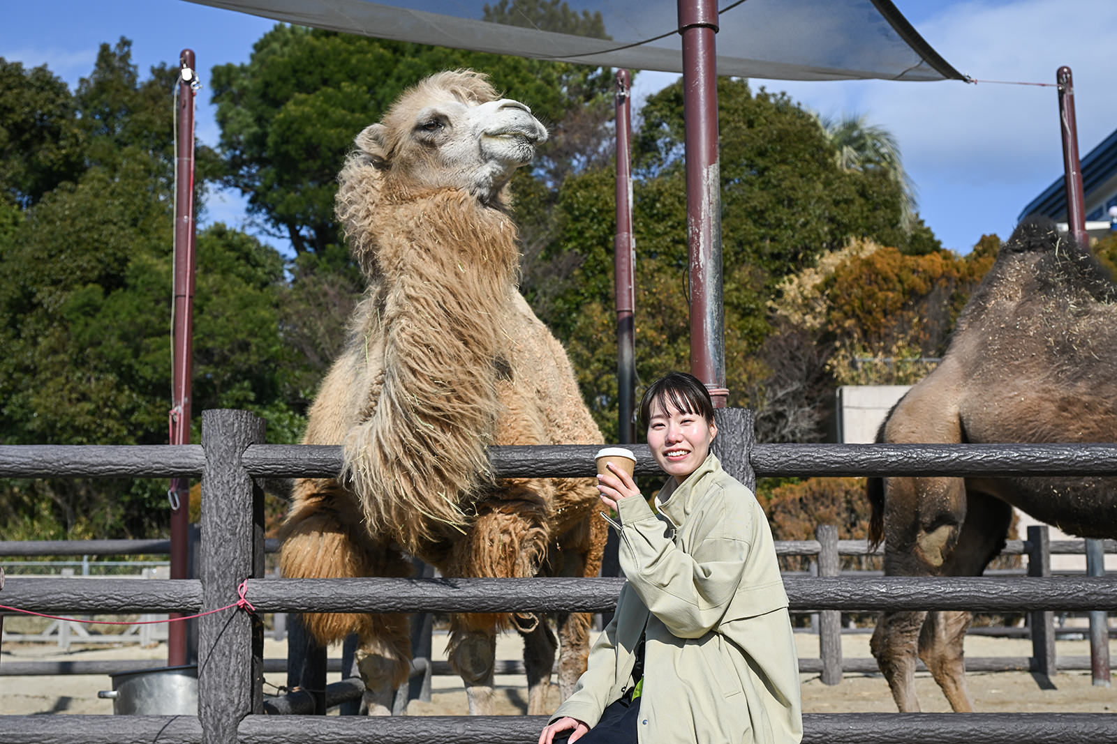 img_1_動物C_ラクダ8