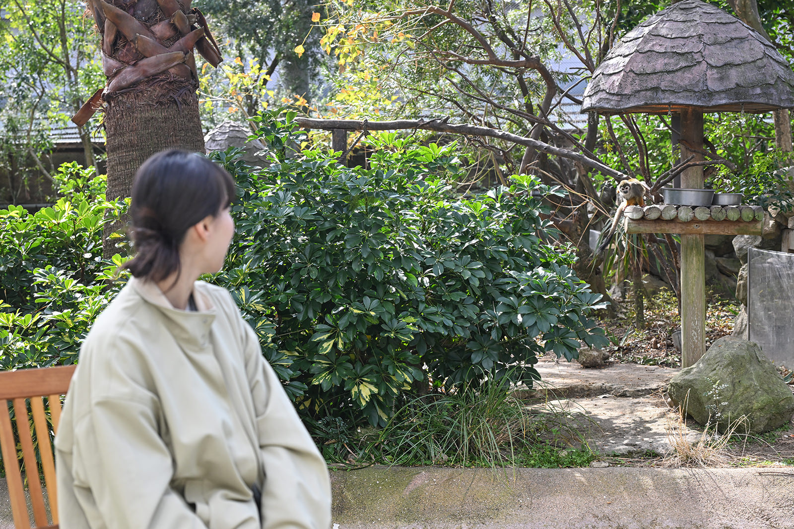 img_1_動物C_リスザル1