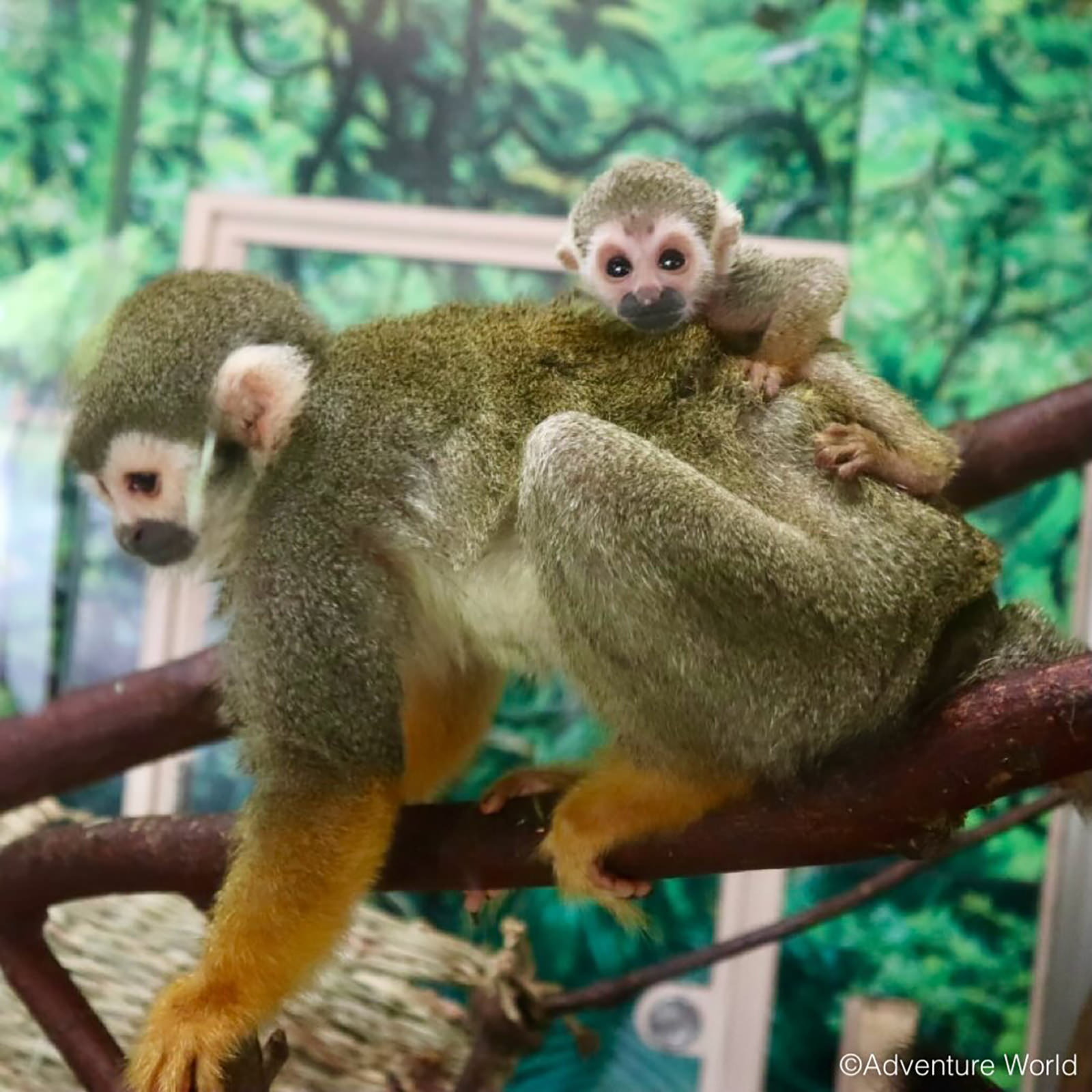 img_1_動物C_リスザル10