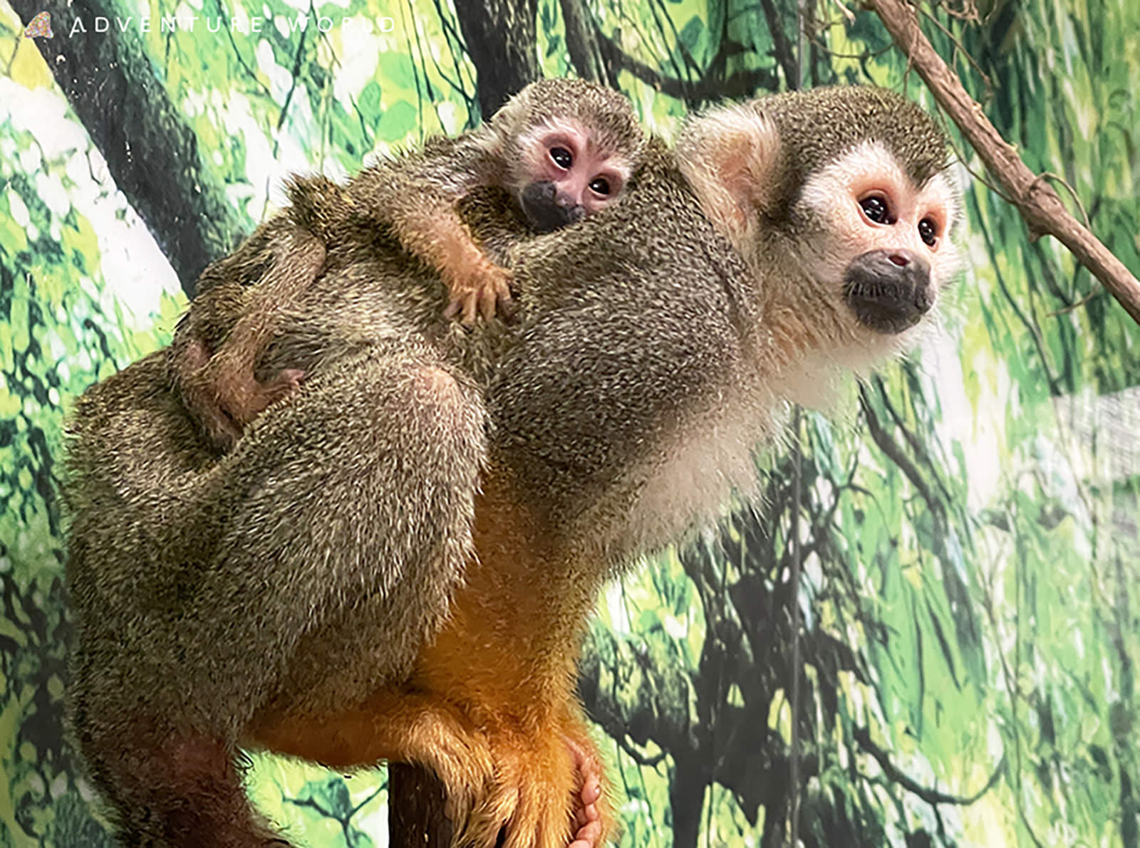 img_1_動物C_リスザル11