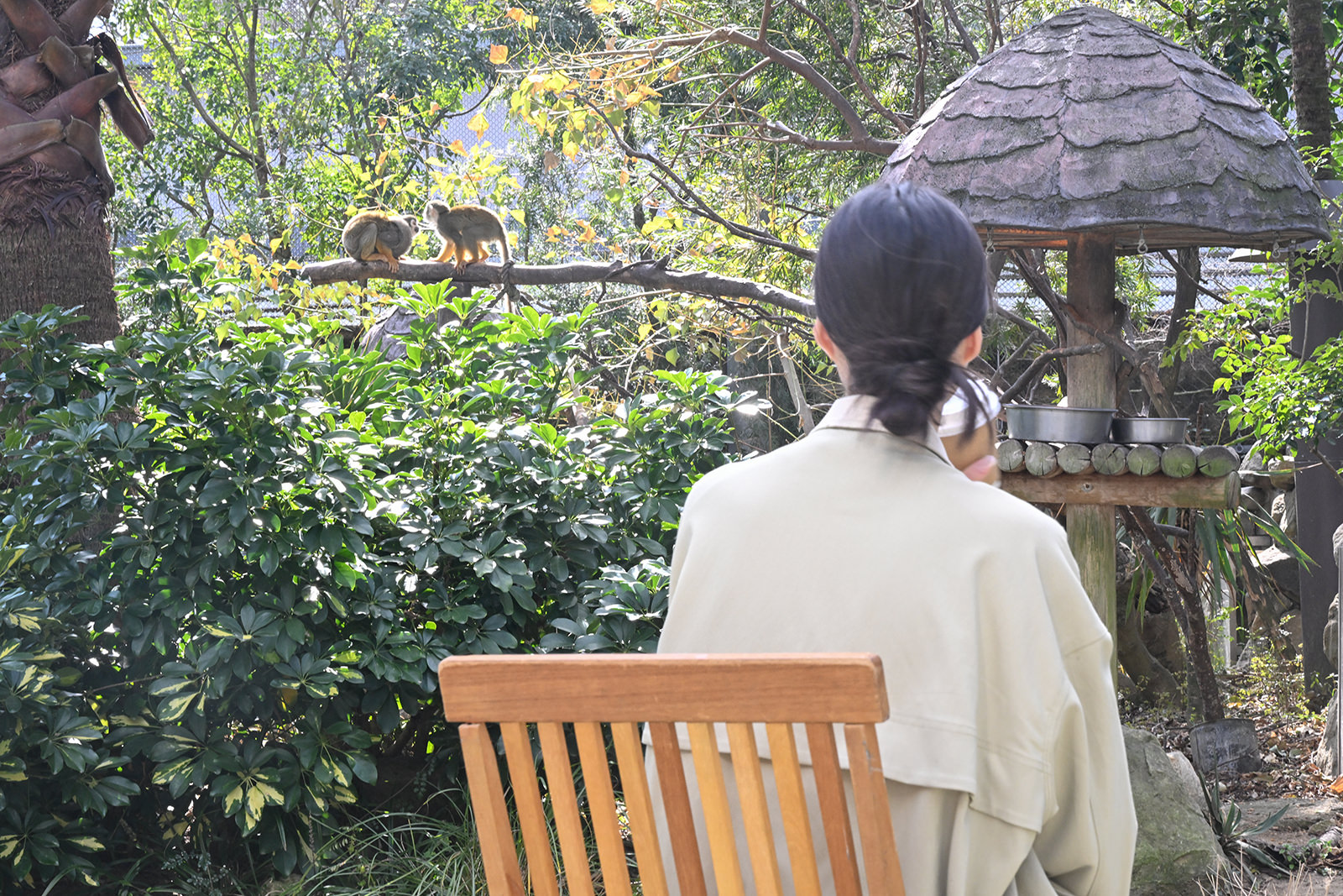 img_1_動物C_リスザル2