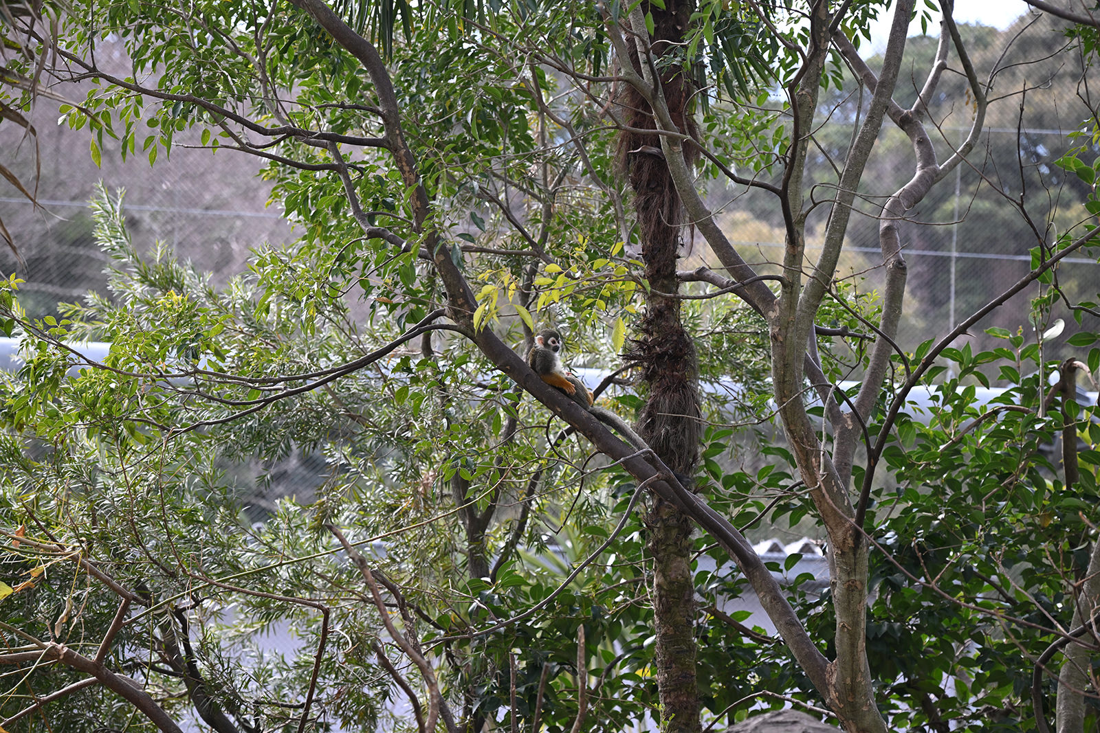 img_1_動物C_リスザル8