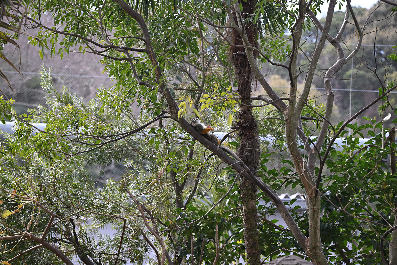 img_1_動物C_リスザル9