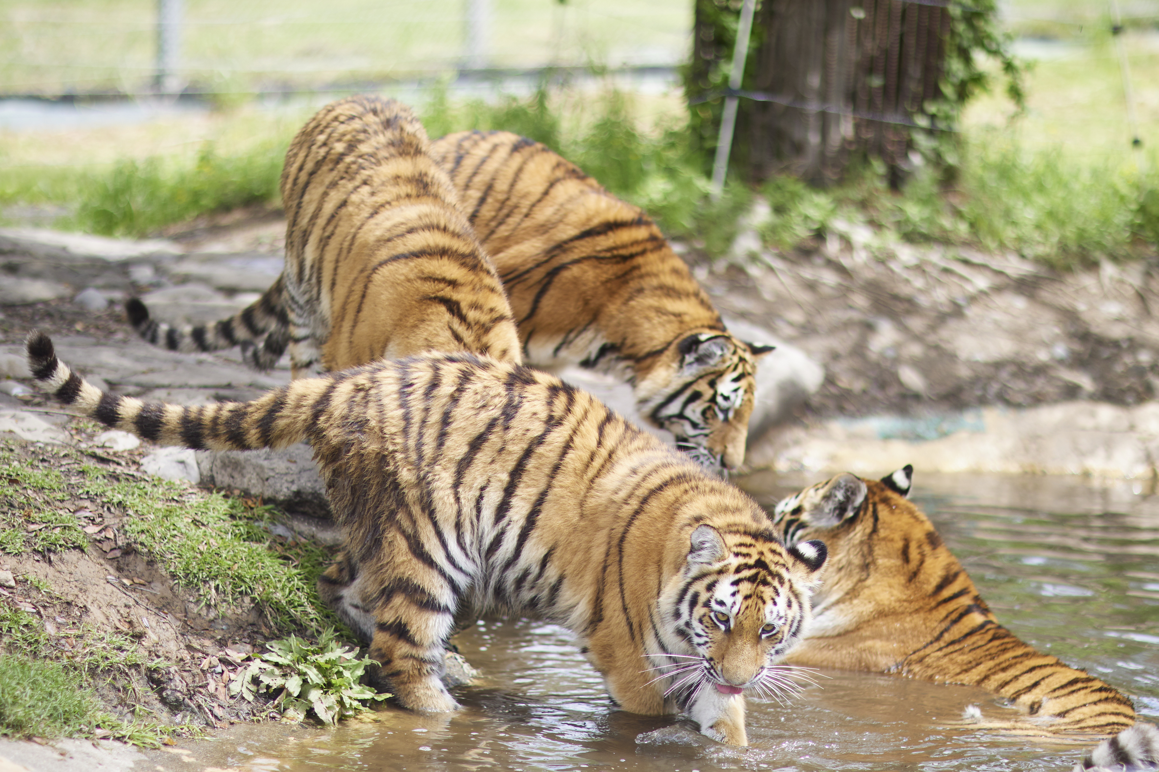 AMUR TIGER