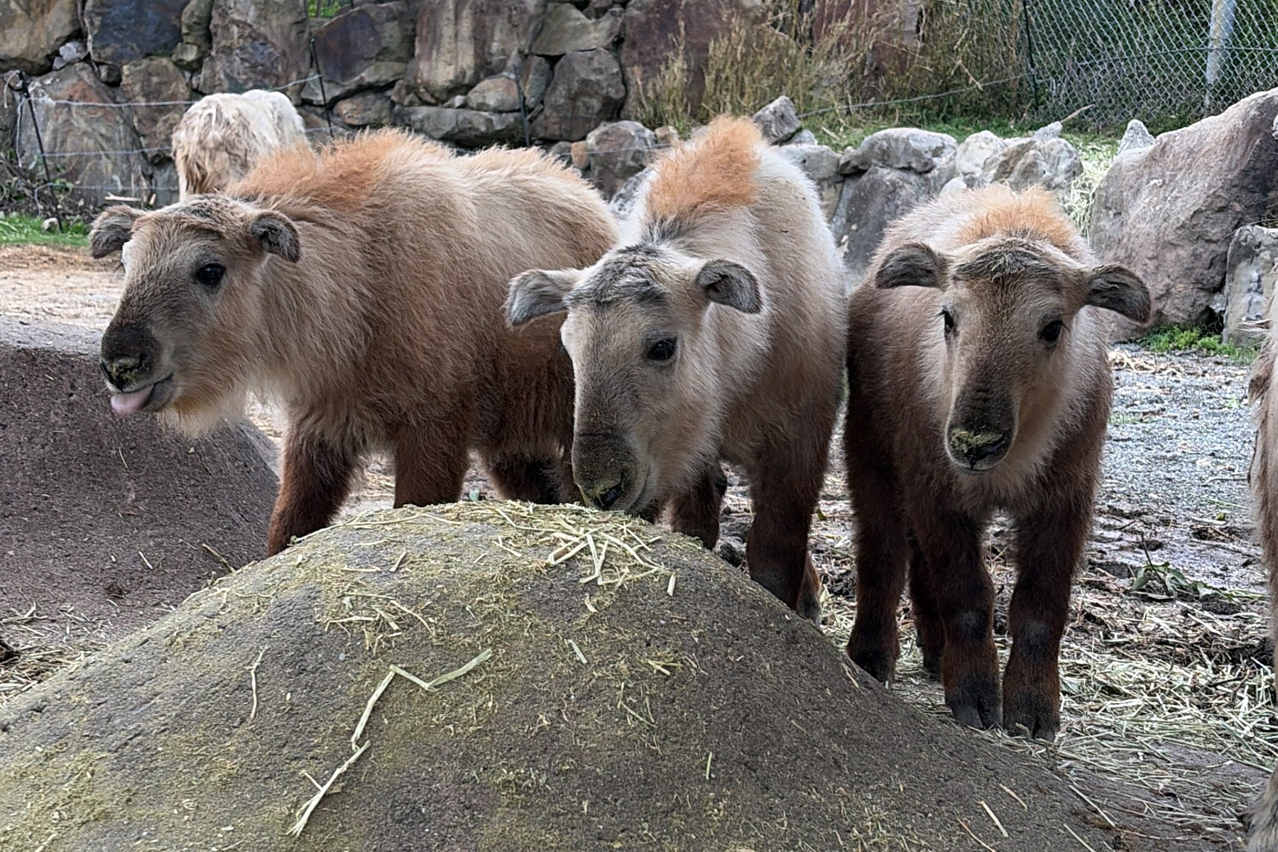 GOLDEN TAKIN