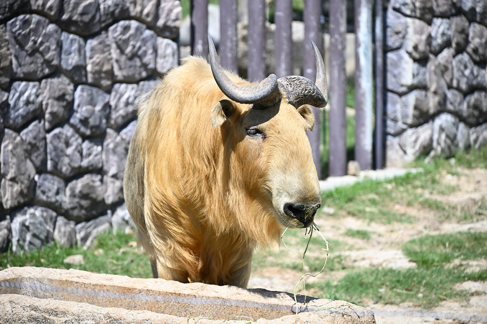 img_2_ゴールデンターキー1