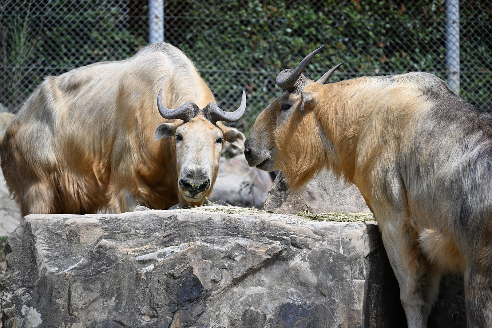 img_2_ゴールデンターキー2