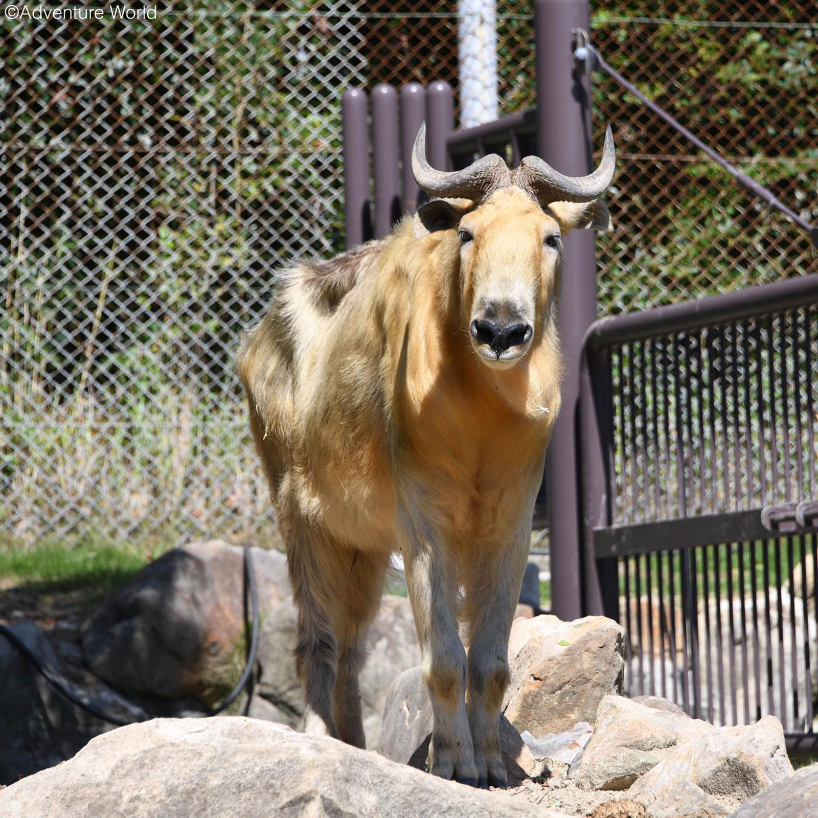 img_2_ゴールデンターキー3