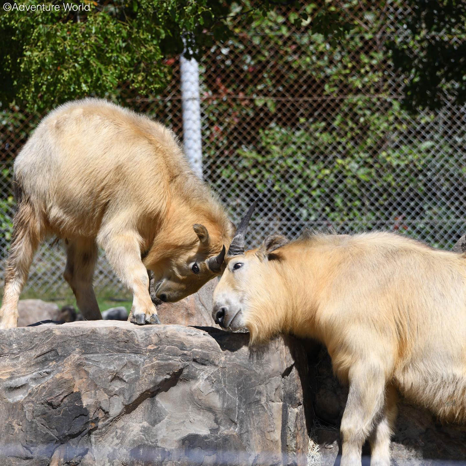 img_2_ゴールデンターキー4