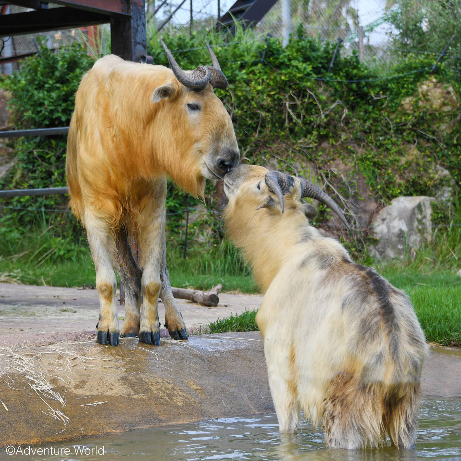 img_2_ゴールデンターキー5