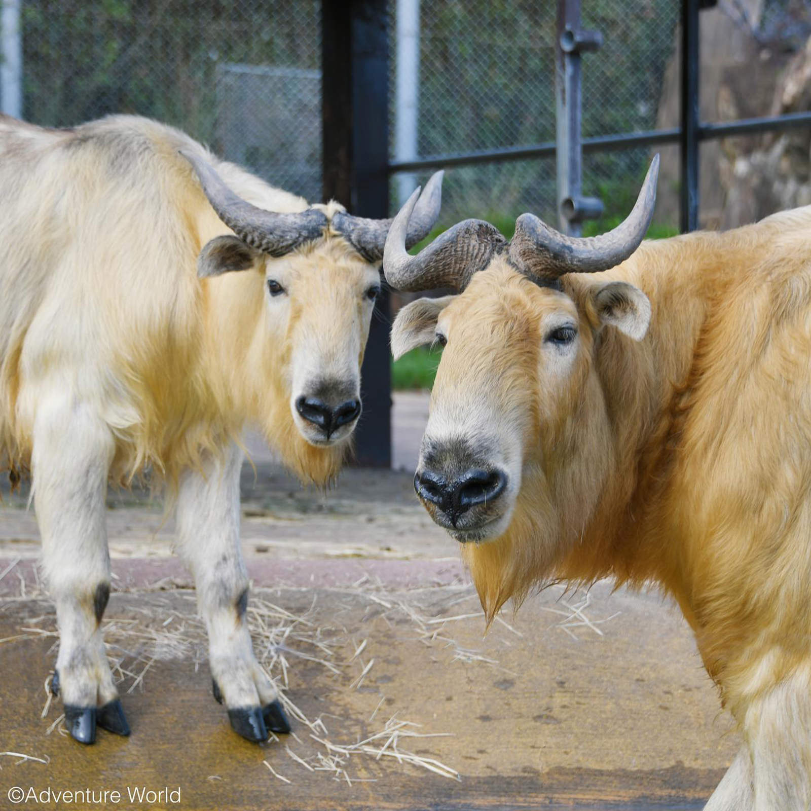 img_2_ゴールデンターキー6